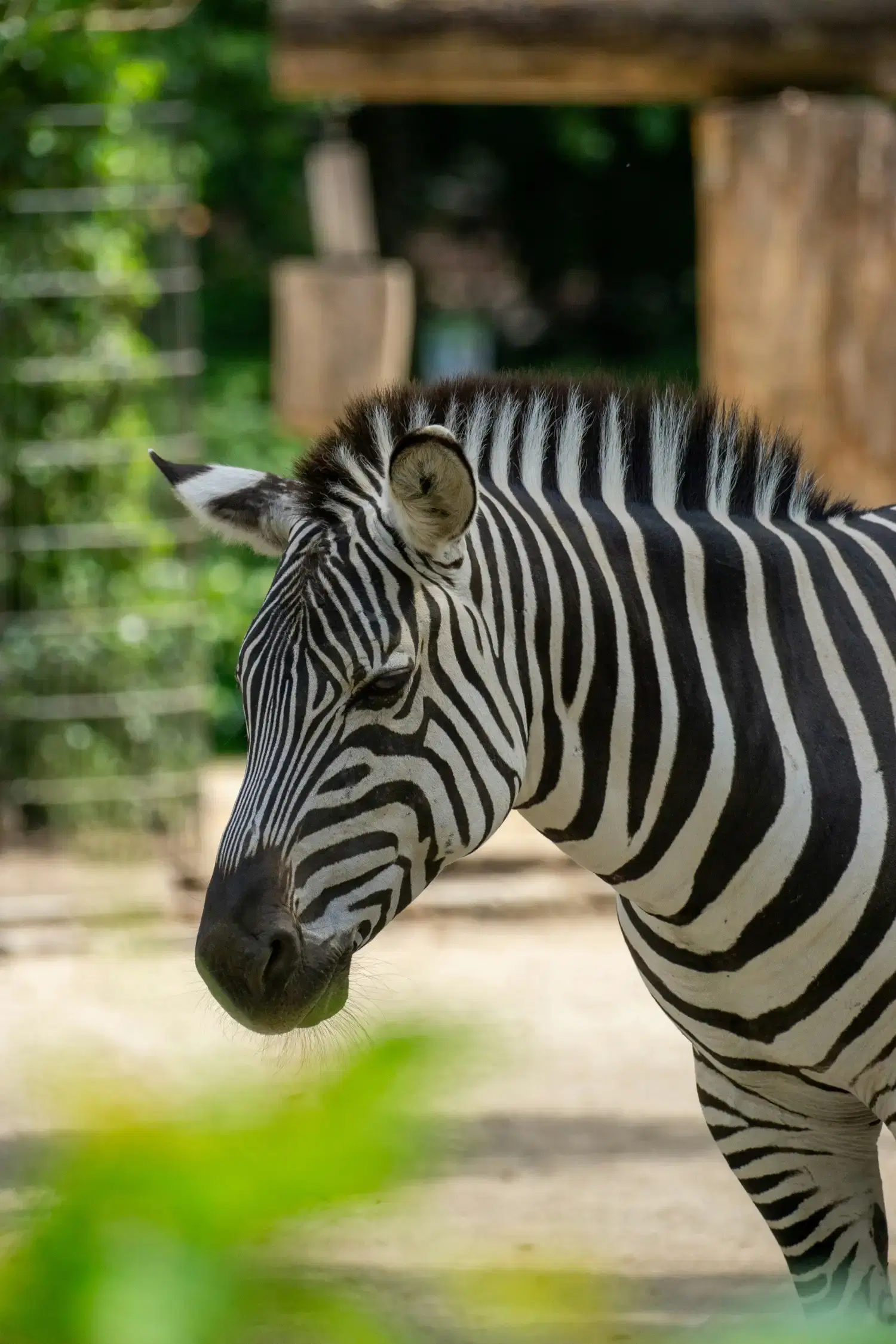 Zoo Hellbrunn