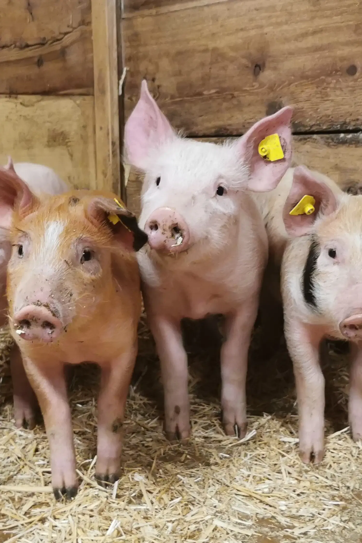 DIY - Löwenzahn pflücken & Schweineglück erleben