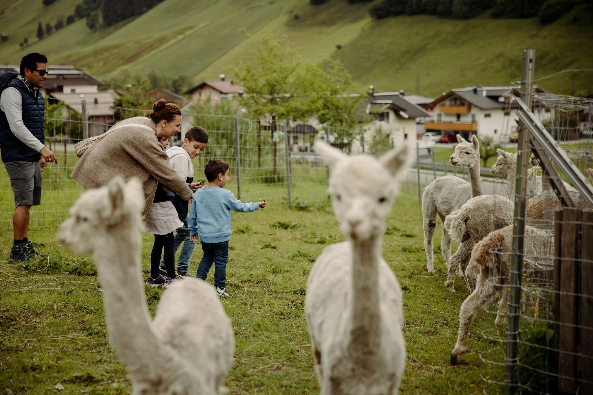We visit our alpacas