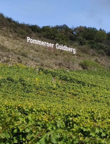 Mithilfe bei der Weinlese im Oktober 2026 im Weinort Pommern