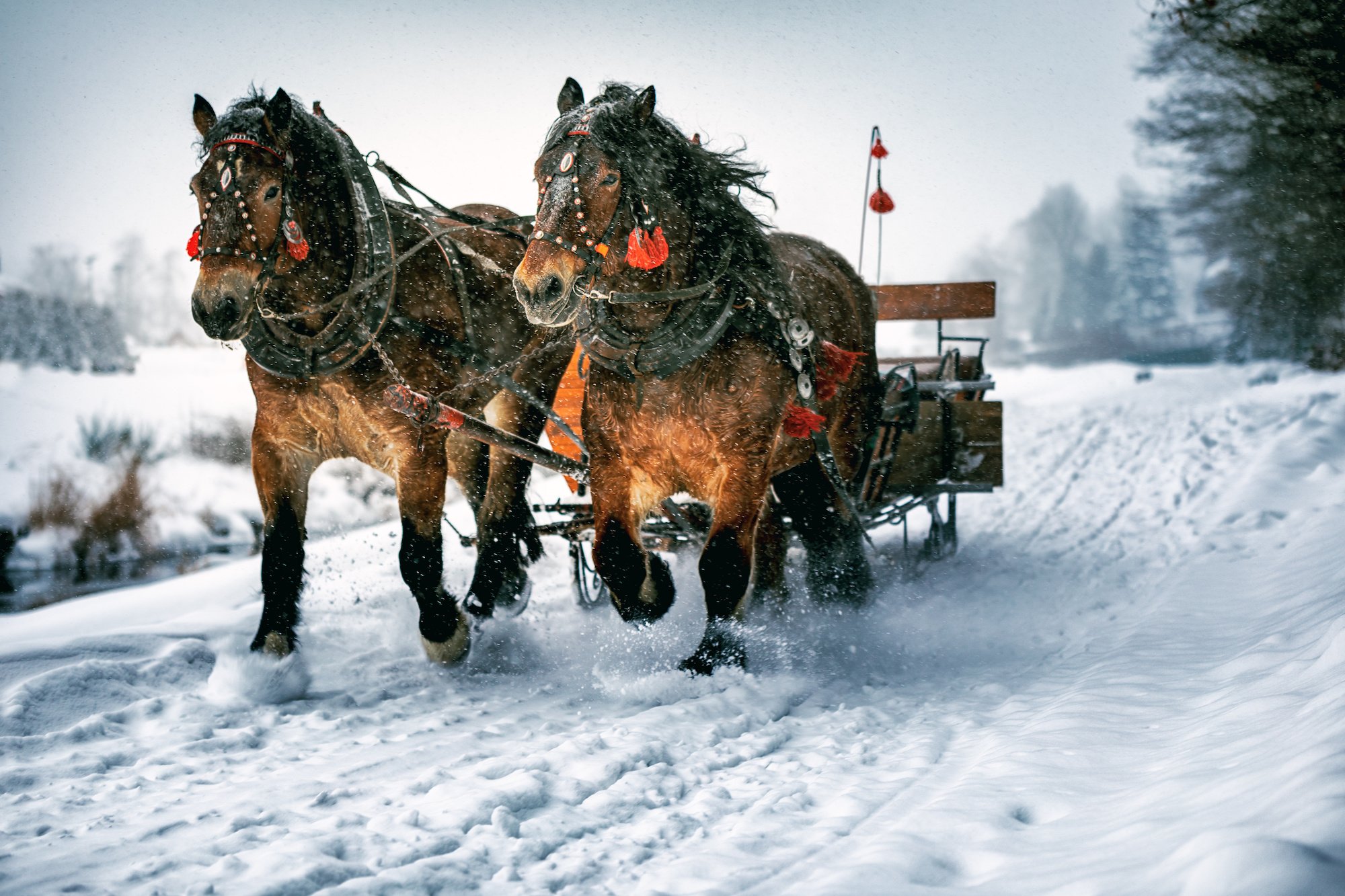 Auf Kufen & mit 2 PS durch den Winterwald. Pferdeschlittenfahrt mit Roland