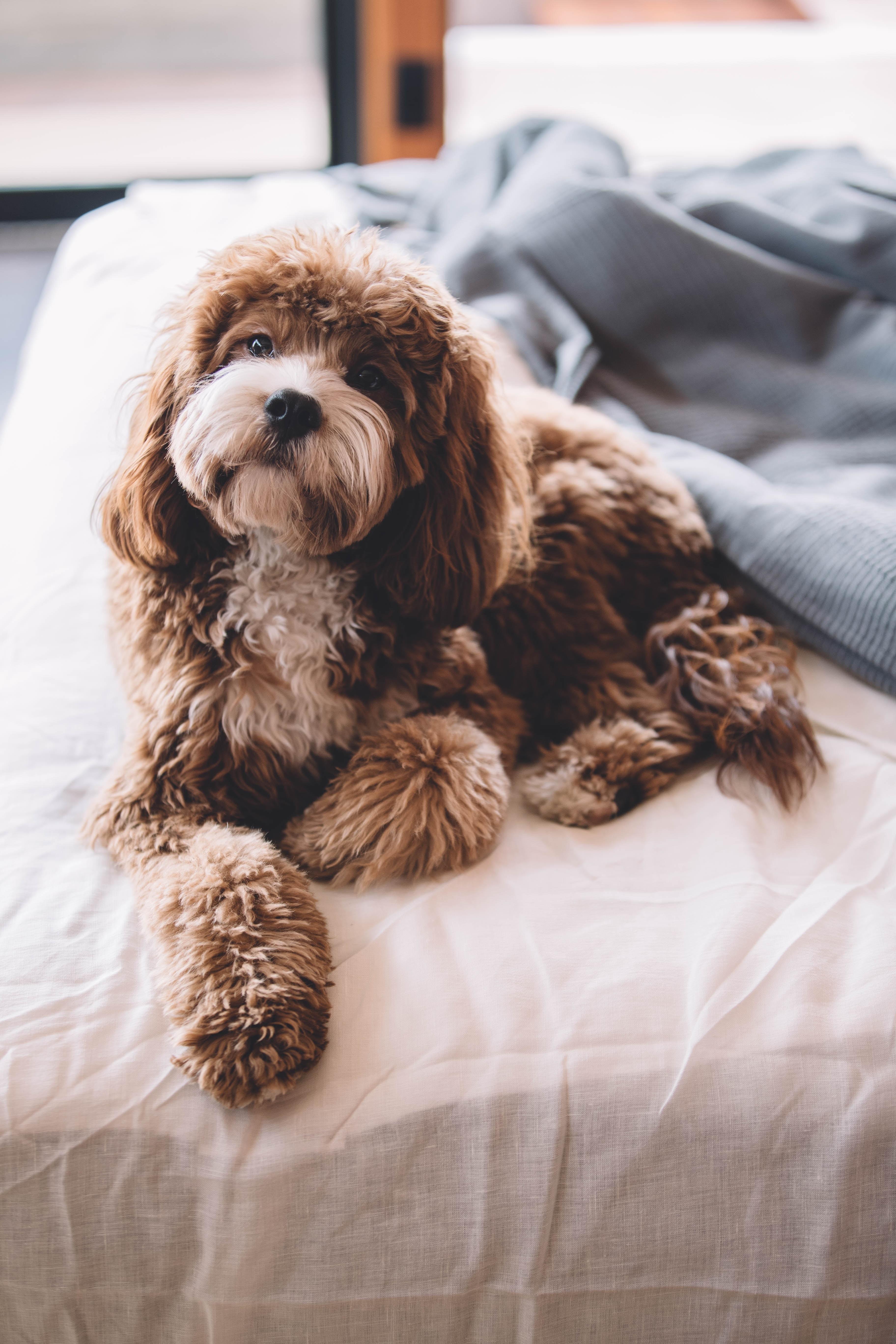 Il vostro cane è il benvenuto nel nostro hotel!