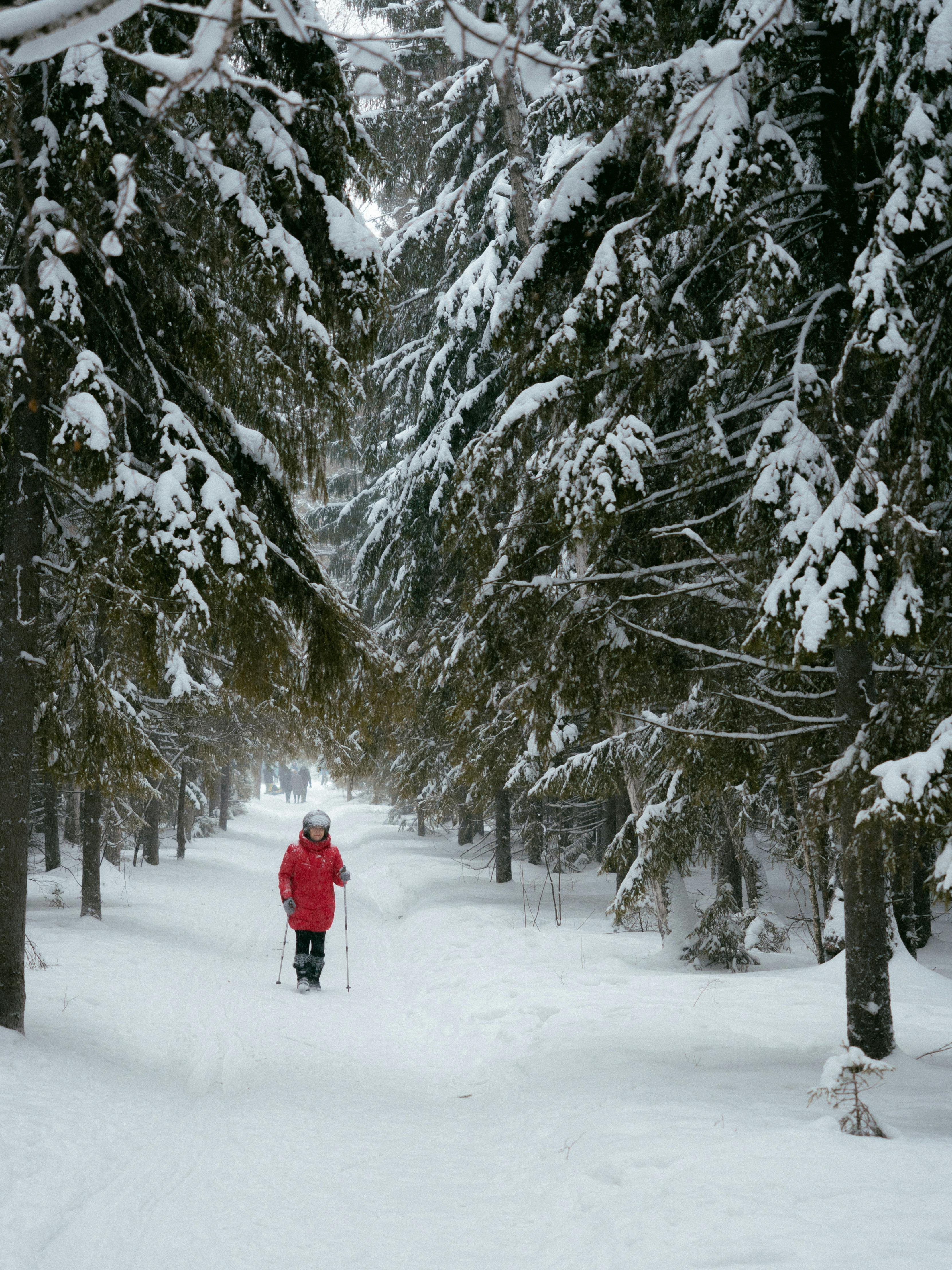 Eisige Ruhe: Waldbaden im Winter