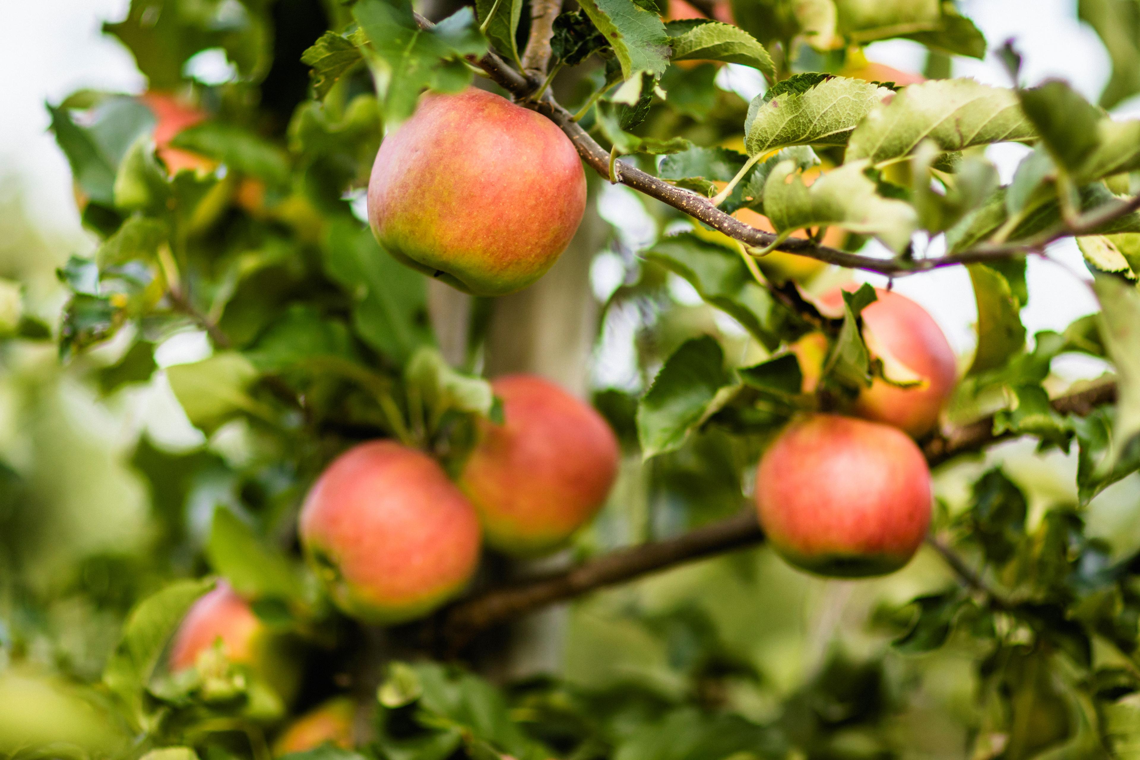Obstkistle®Fahrt im Obsthof Steffelin