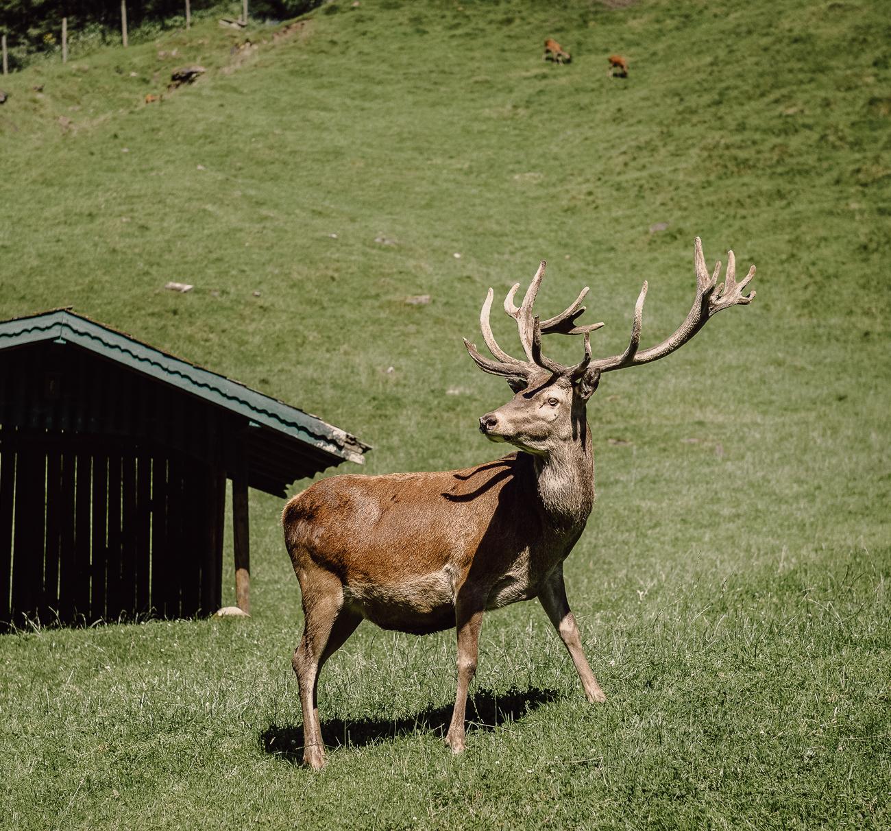 Wild- & Erlebnispark Ferleiten