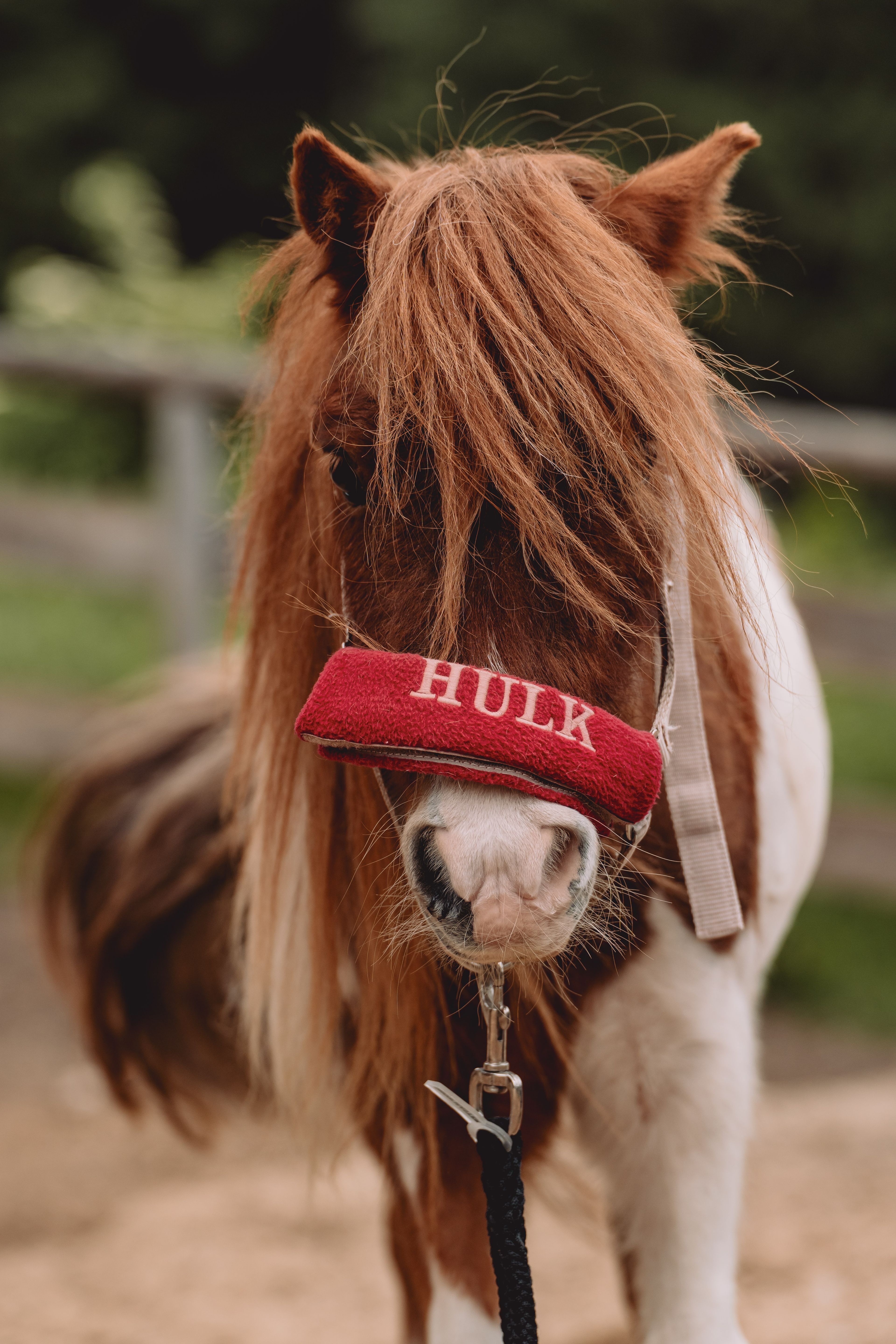 Ponymiete