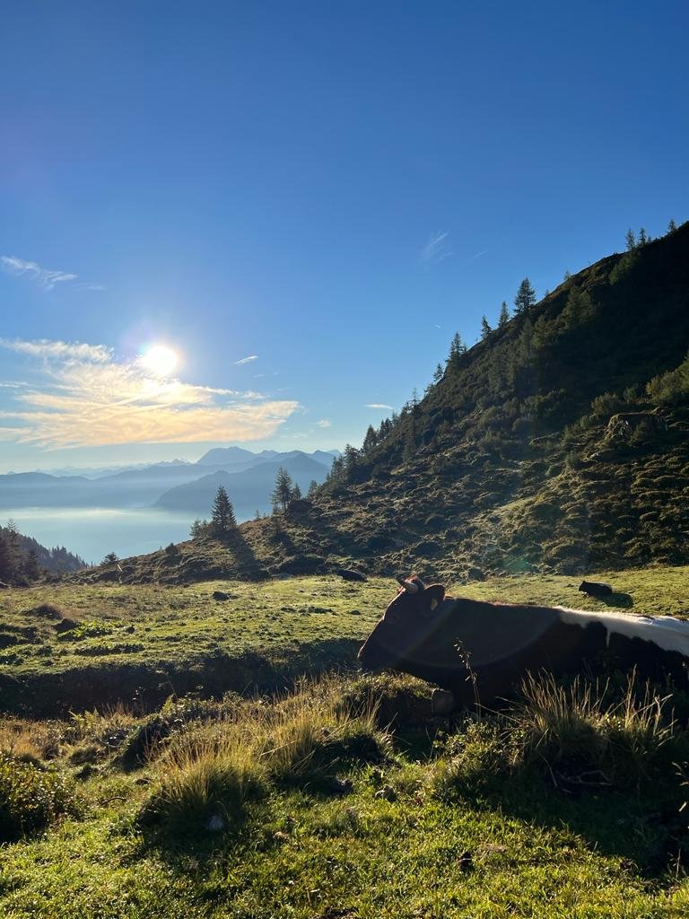 WANDERBUS Herbie | Alpine pasture hike
