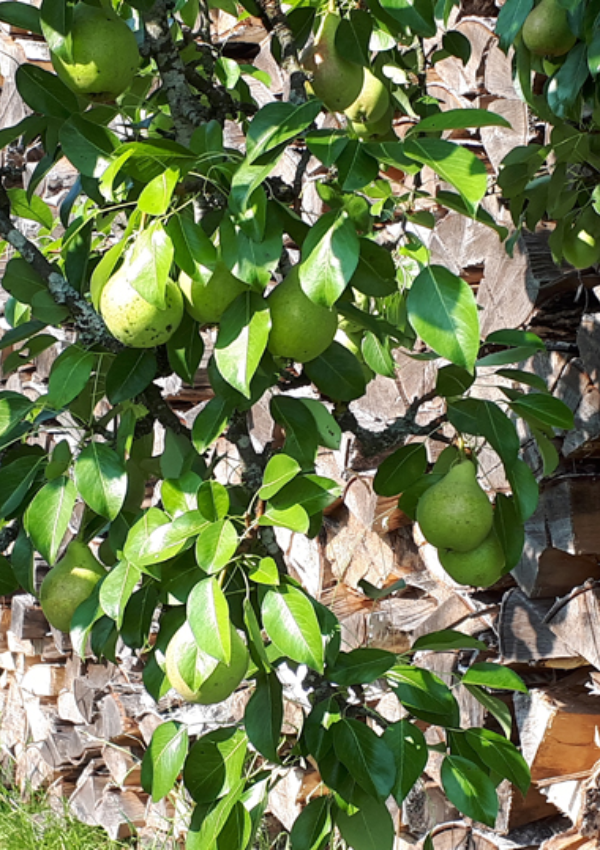 Unser Obstgarten