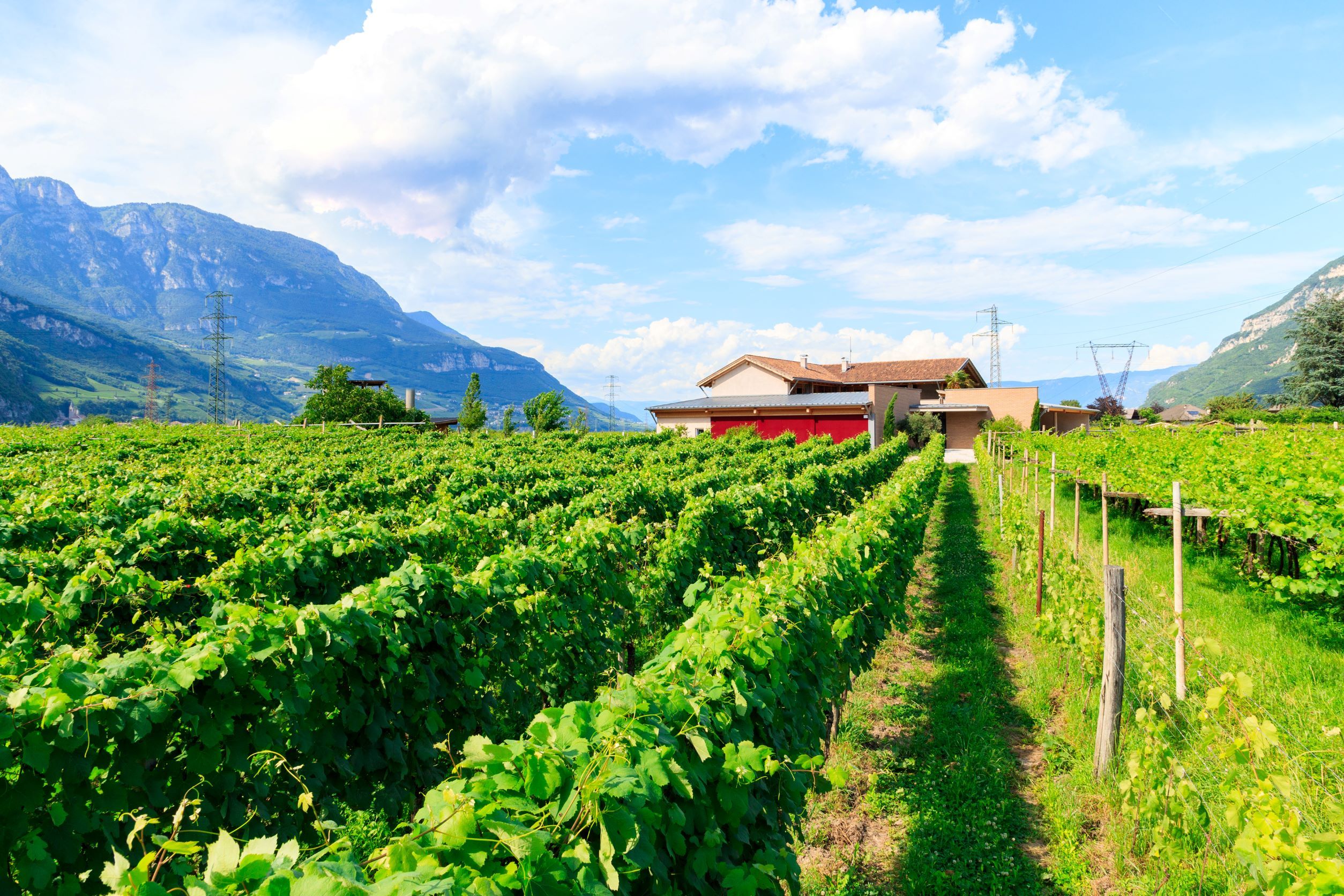 Fruit and winery tour