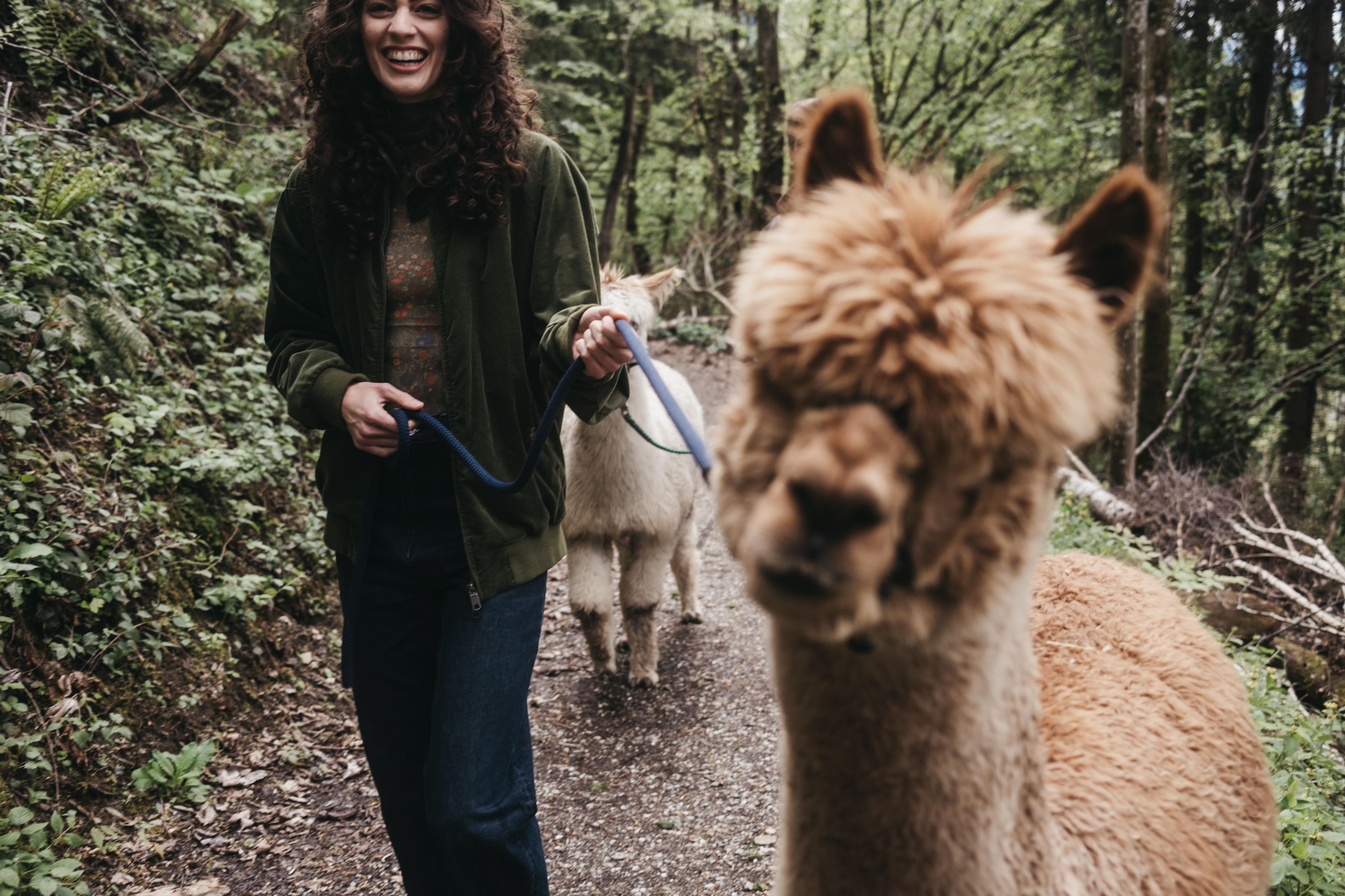 DIY alpaca hike