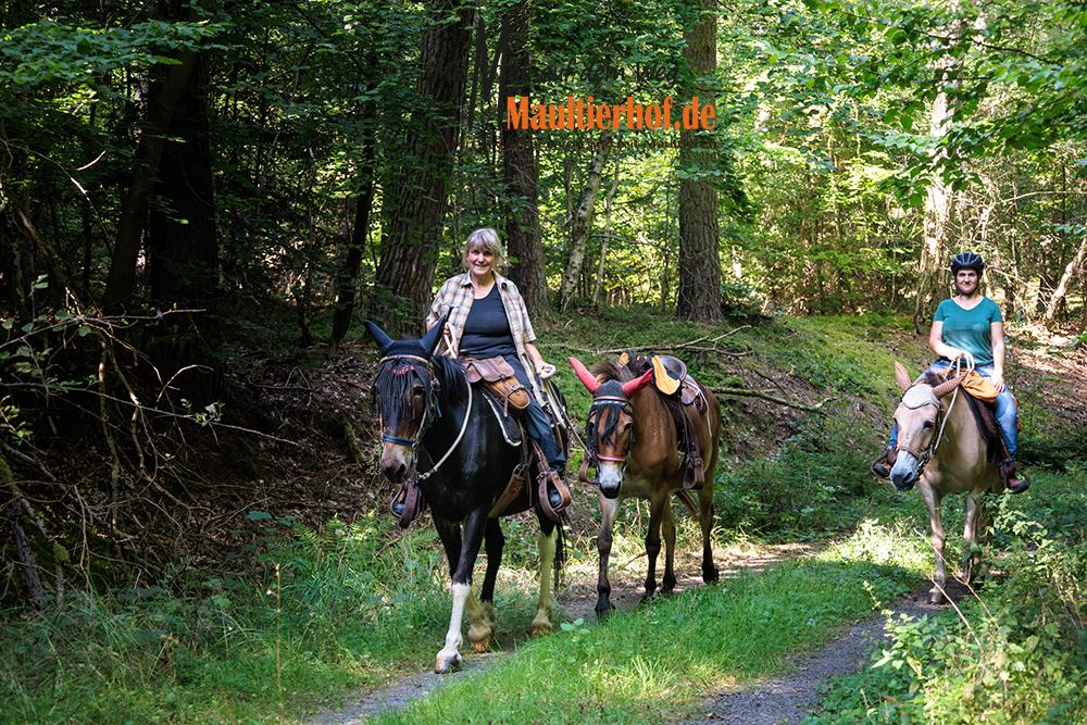 Picknickritt im Naturpark Kellerwald-Edersee