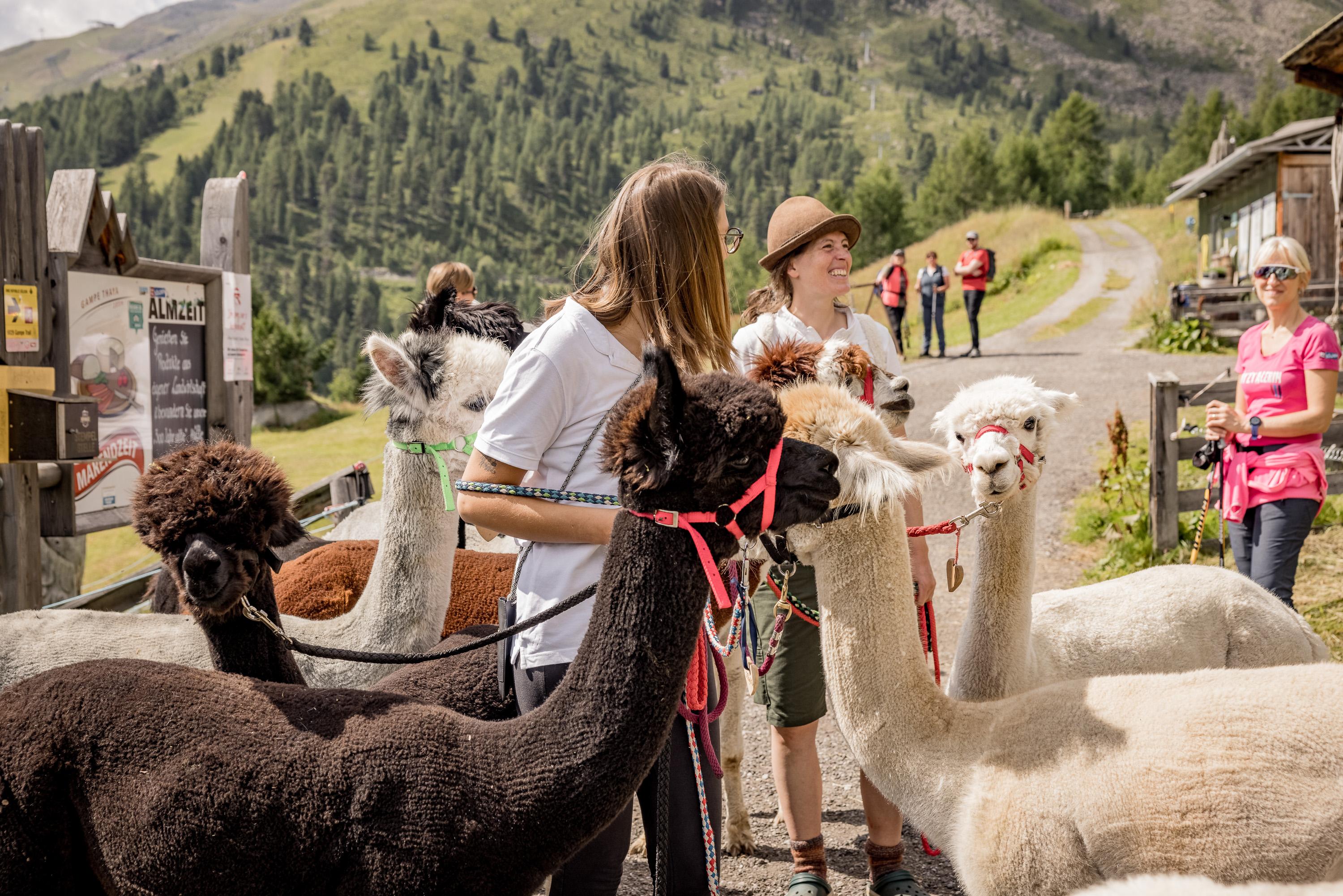 Alpaca hike with the Brandlehof in Sölden