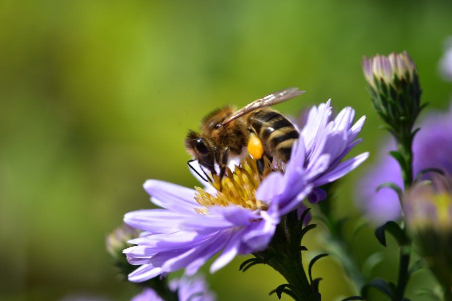 Bienenwanderung