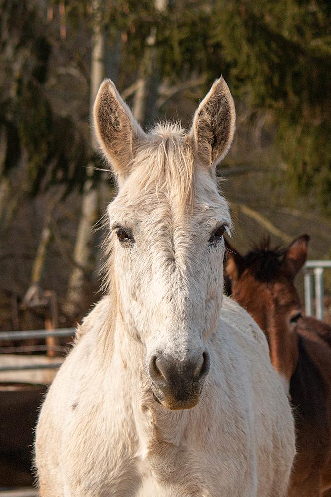 Schnuppermittag Reiten und Muli