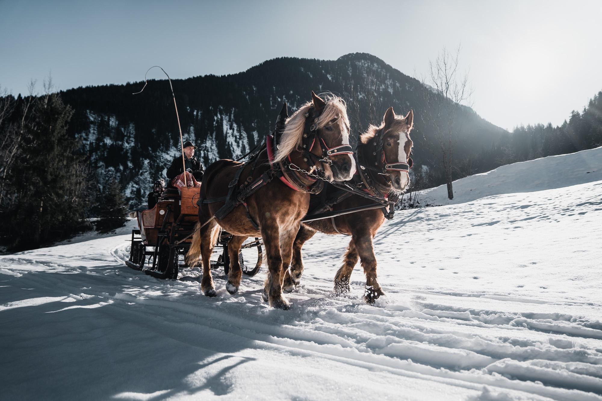 Kutschenfahrten & Reiten