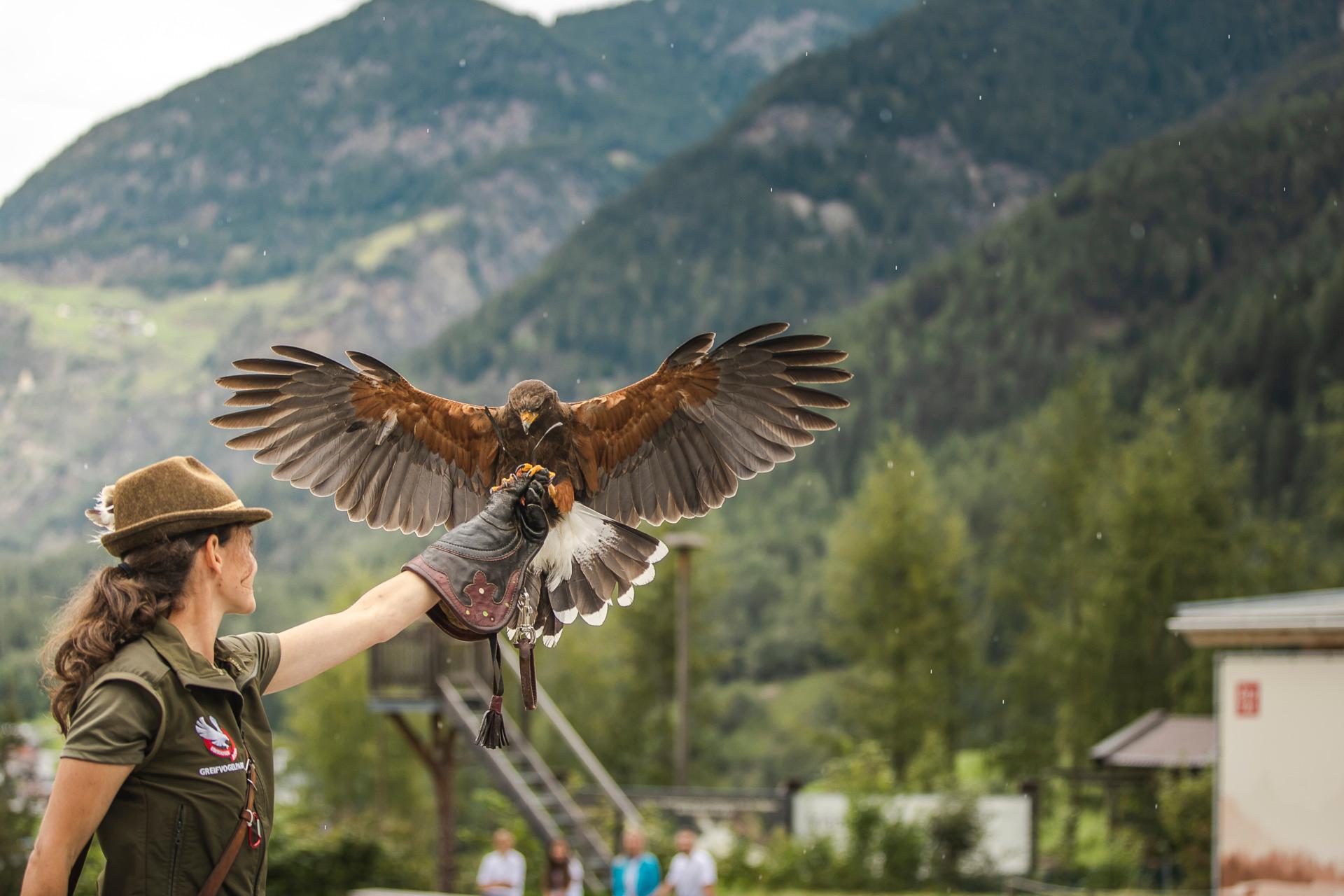 Birds of prey park in Umhausen