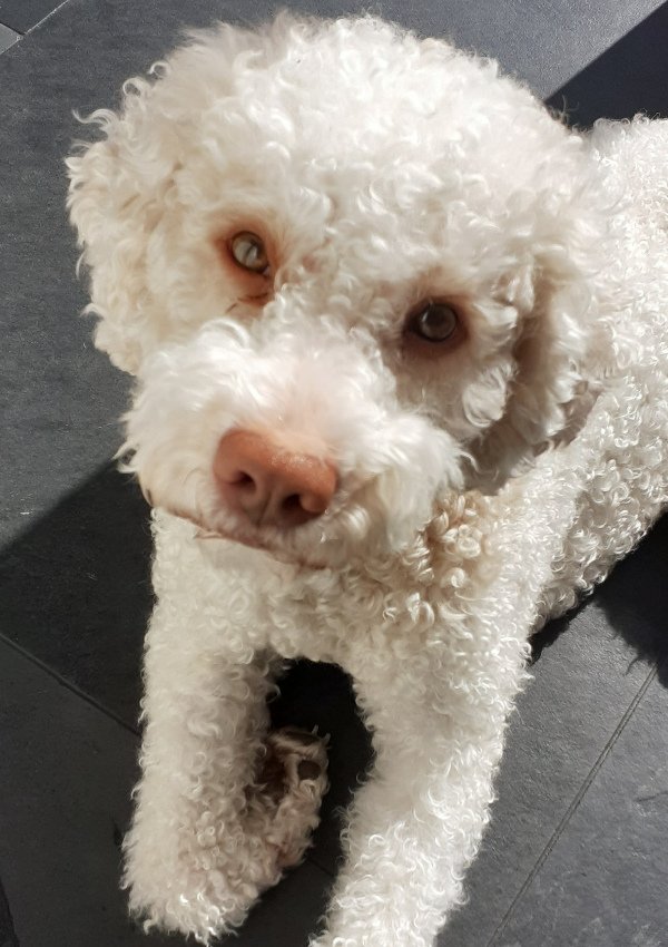 Hunde