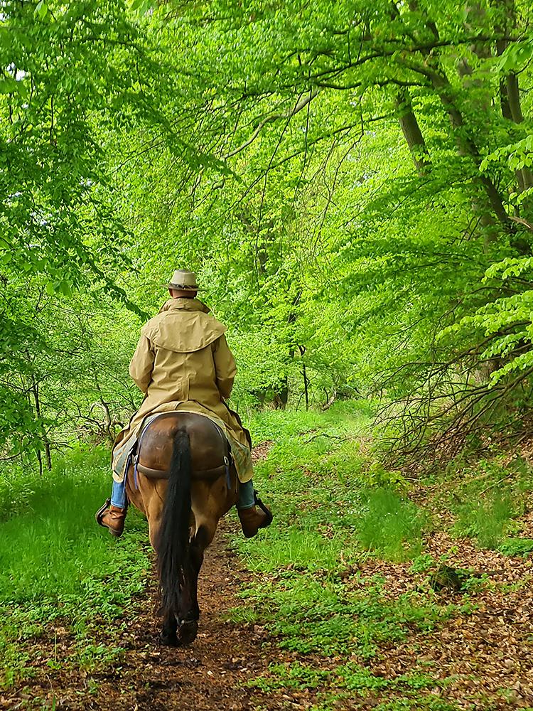 Maultierritte im Naturpark Kellerwald-Edersee