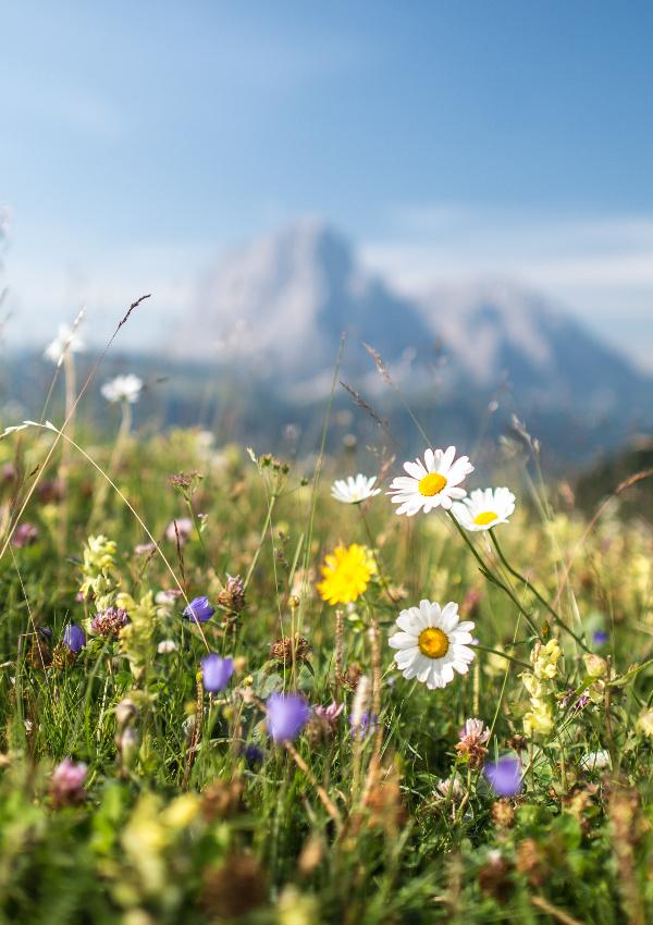 The Dolomites Up Close: Hike to the Fonda Savio Hut
