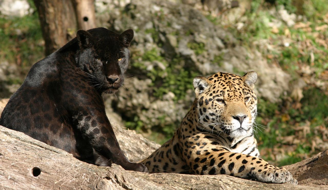 Salzburg Zoo