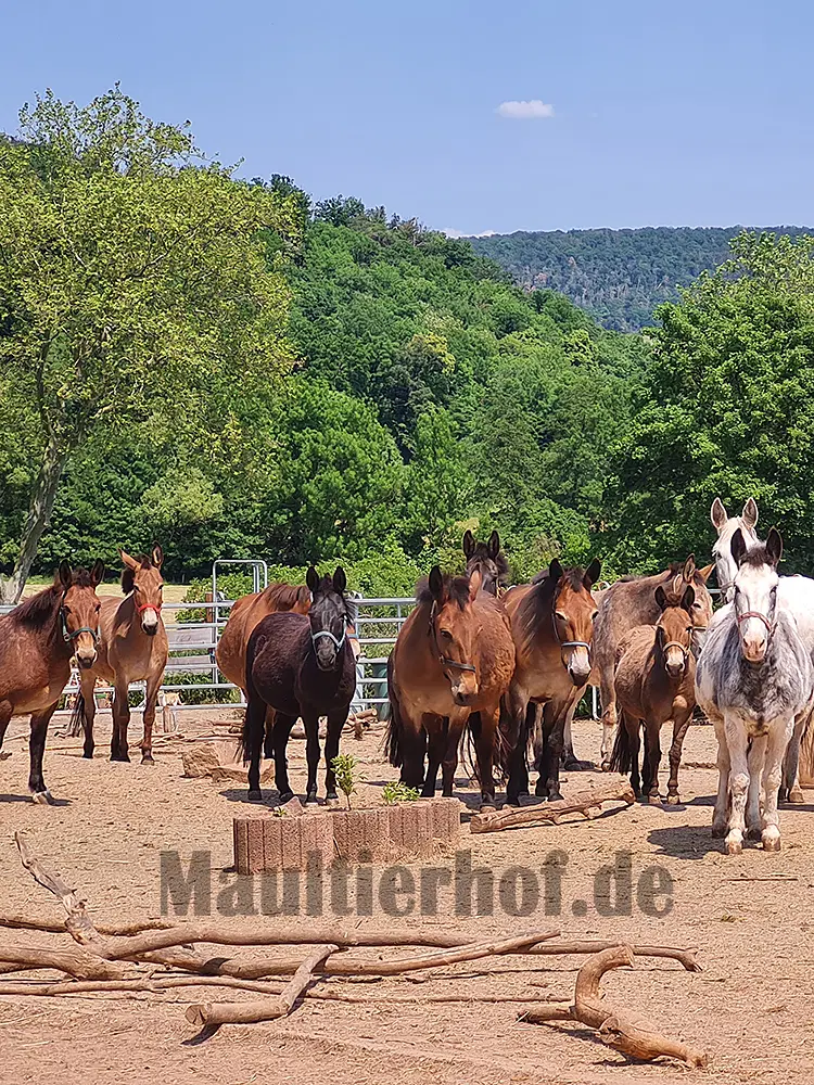 Maultierworkshop Intensiv
