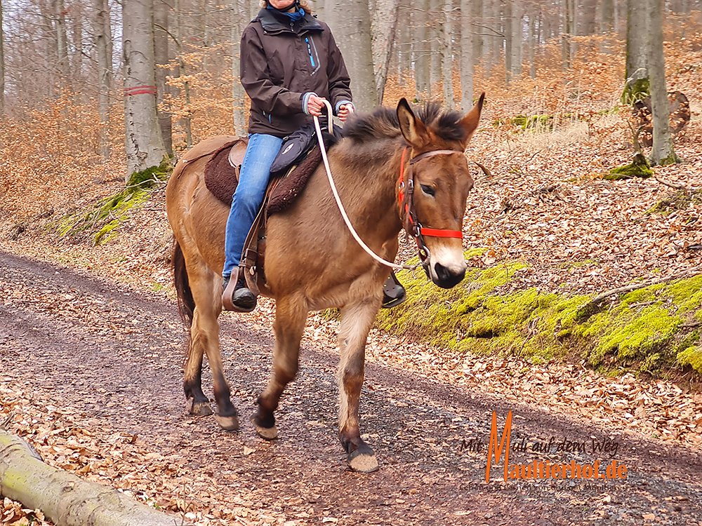 Maultierritte im Naturpark Kellerwald-Edersee