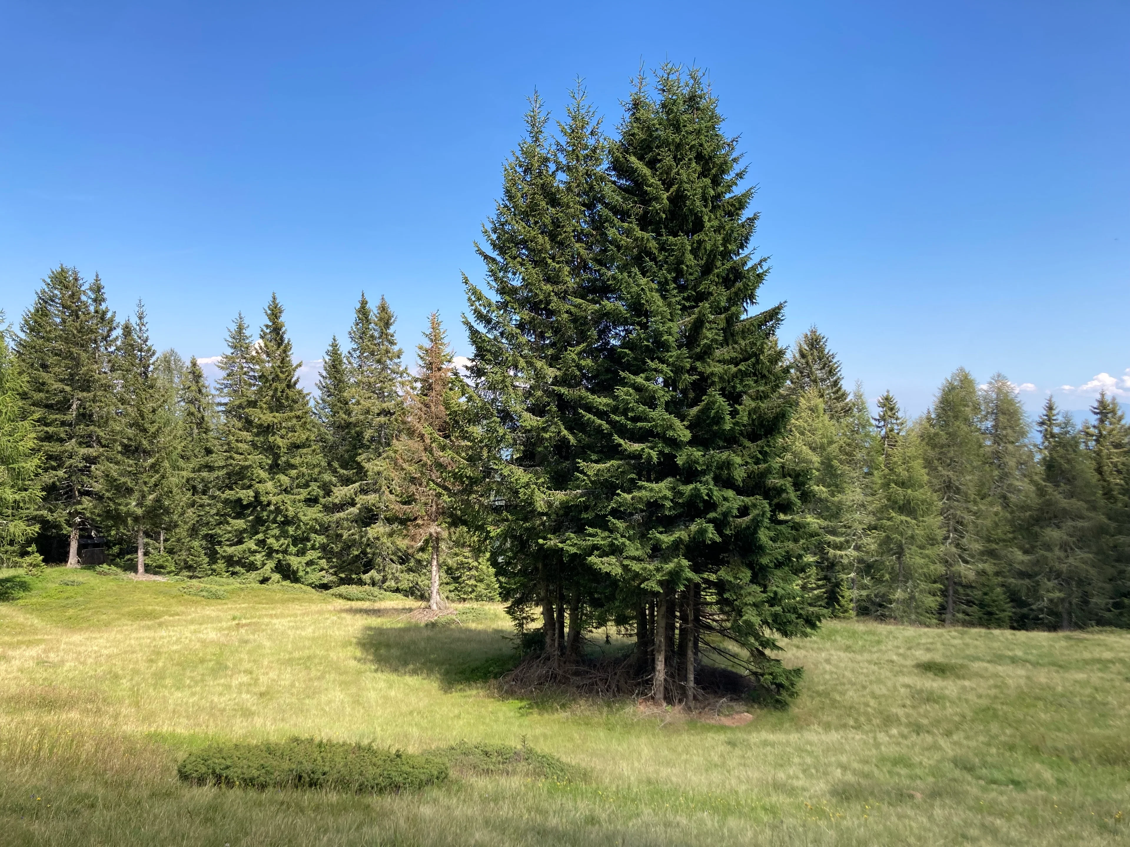 "NATUR-RAUM" - "Waldexpedition - Draußen entdecken"