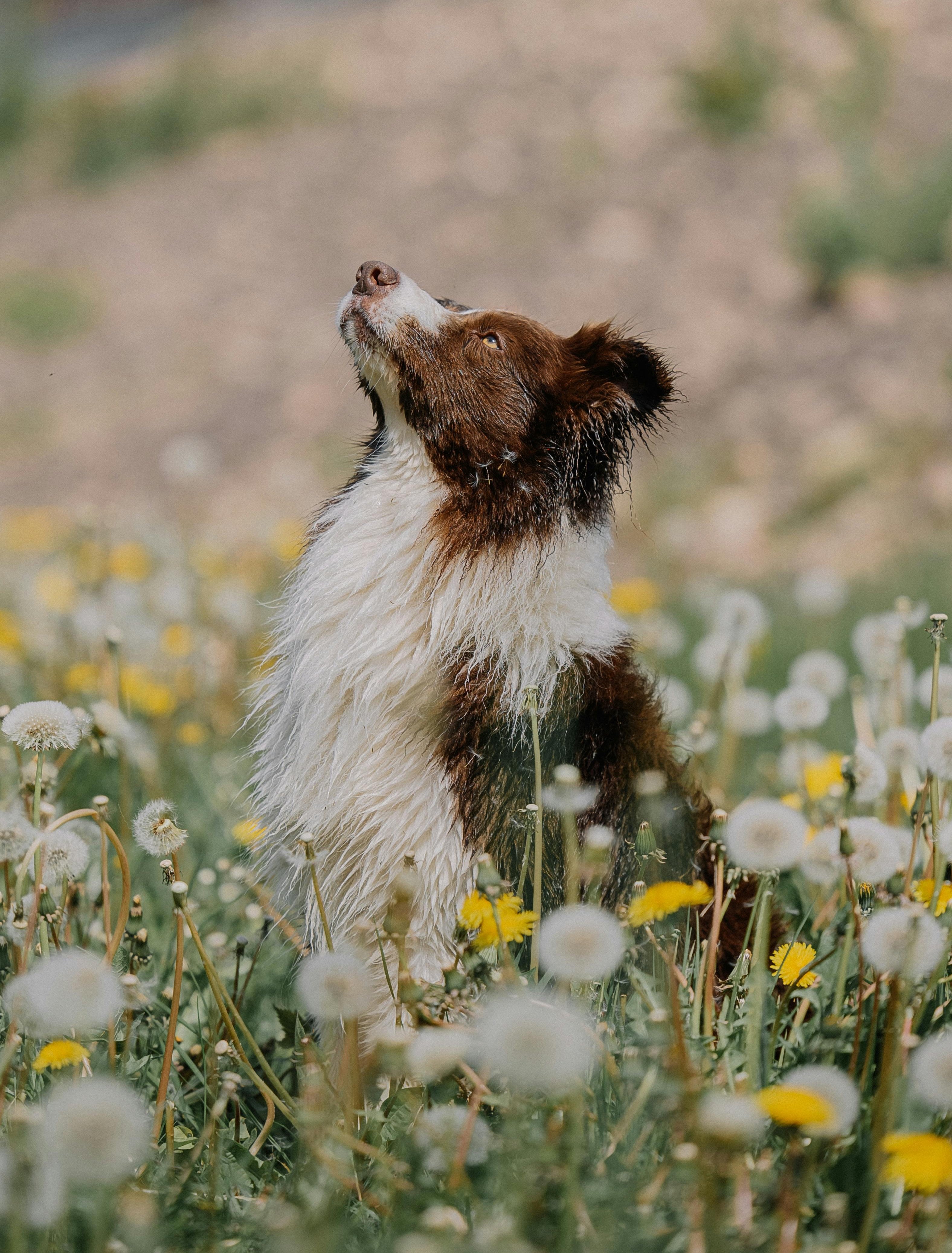 Exklusive Hundebetreuung für tierische Auszeiten