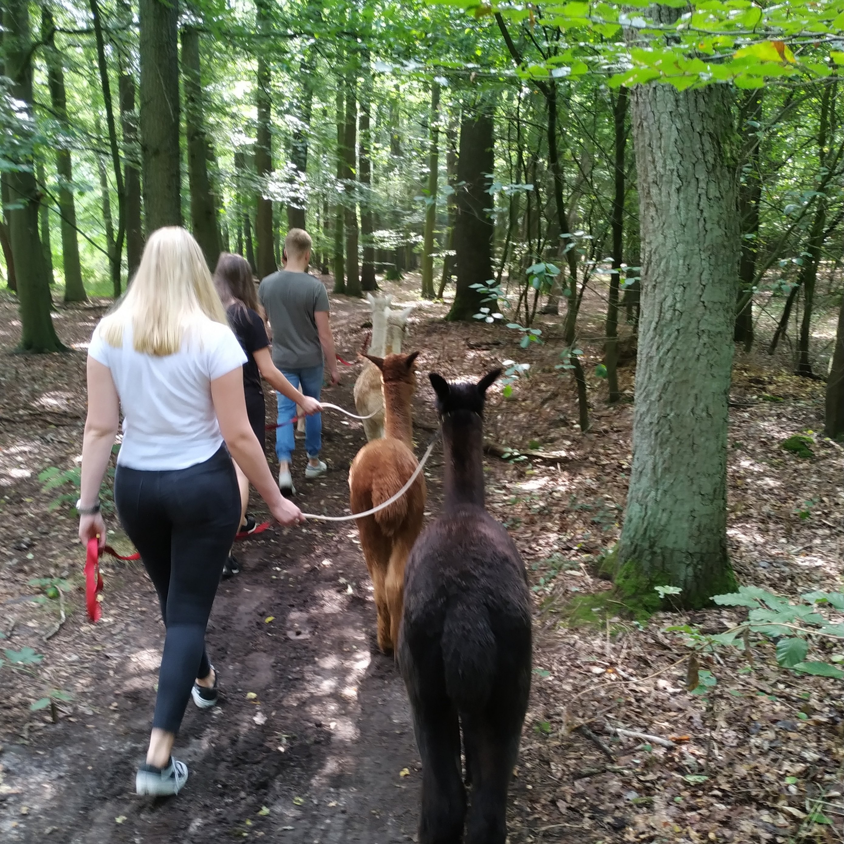 Walk & Talk mit Alpaka