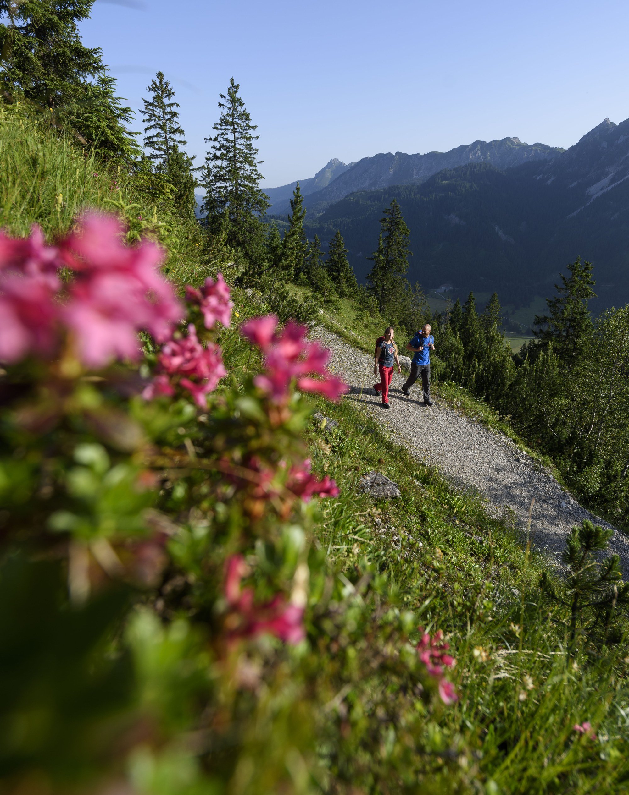 Dienstagstipp:
Vom Alpenrosenweg bis hin zum Floschen-Schattwald Spaziergang