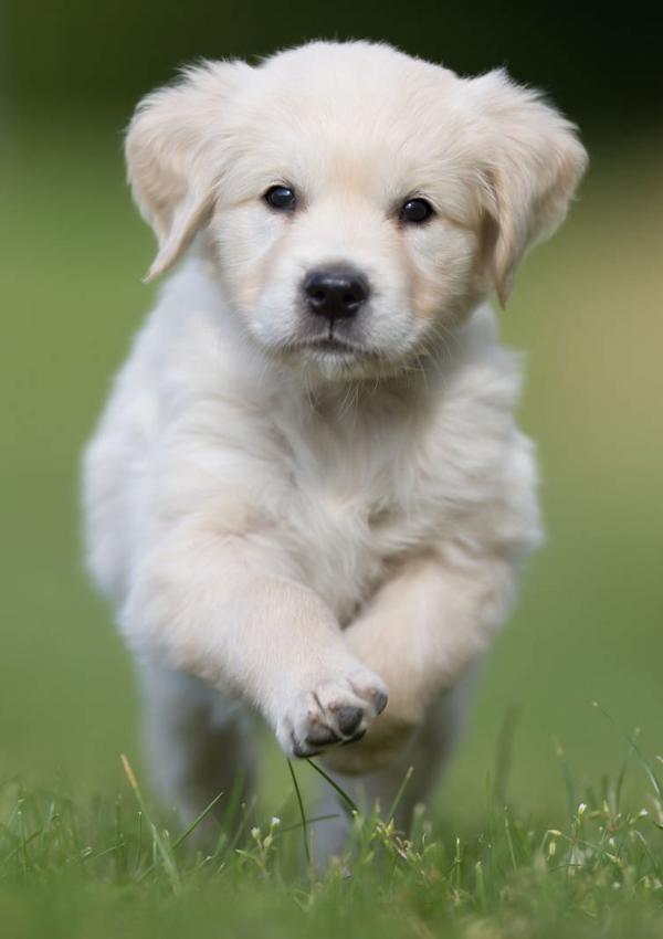 Pet
