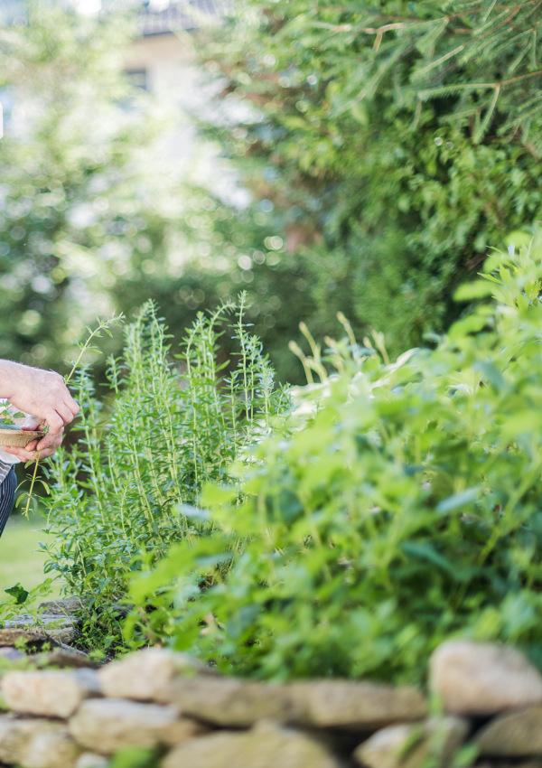 The spirit of herbs