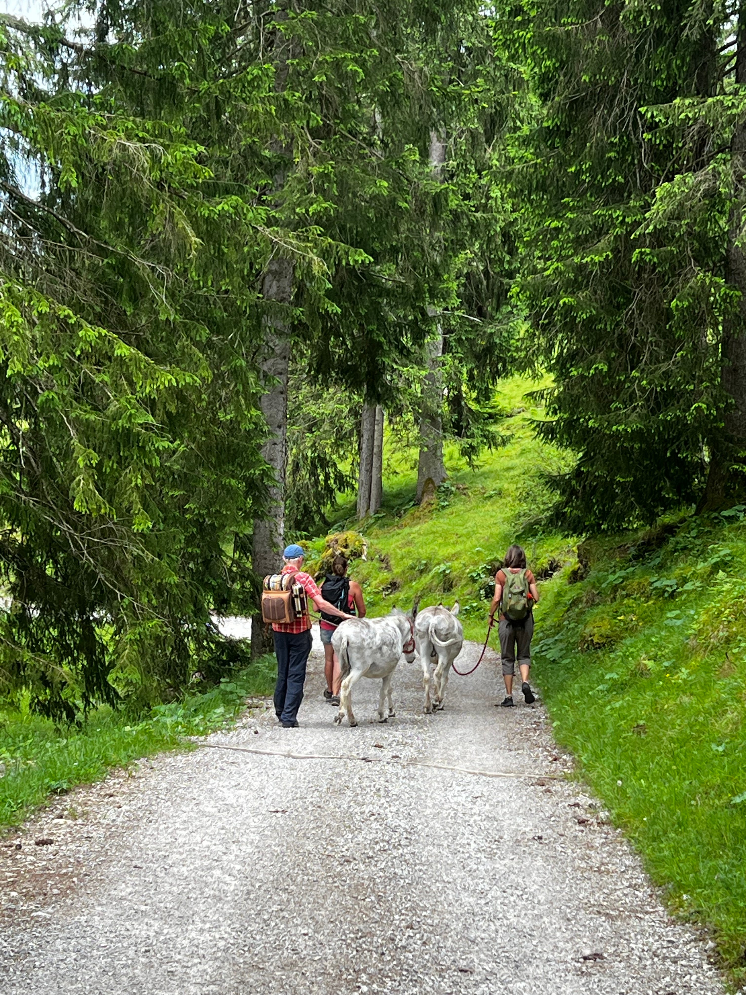 Esel Abenteuer Deluxe: Einzigartiges Trekking-Erlebnis