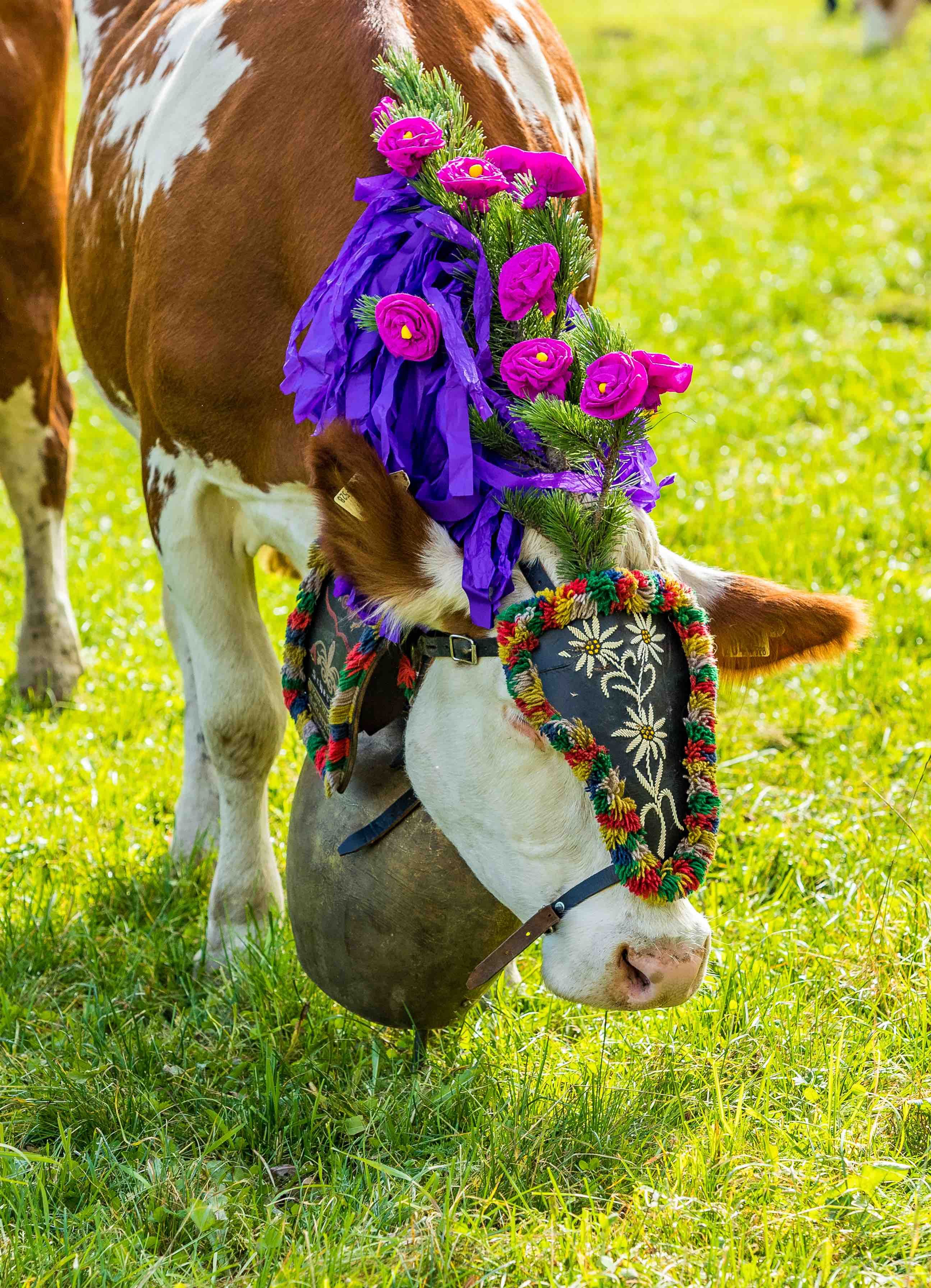 Elisabeth's Almfest with traditional cattle drive