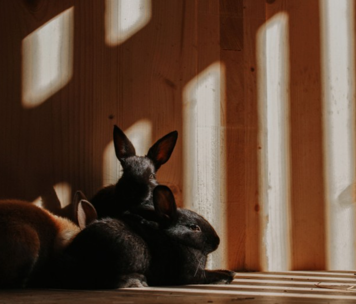 Tiere füttern im OBER-Zoo