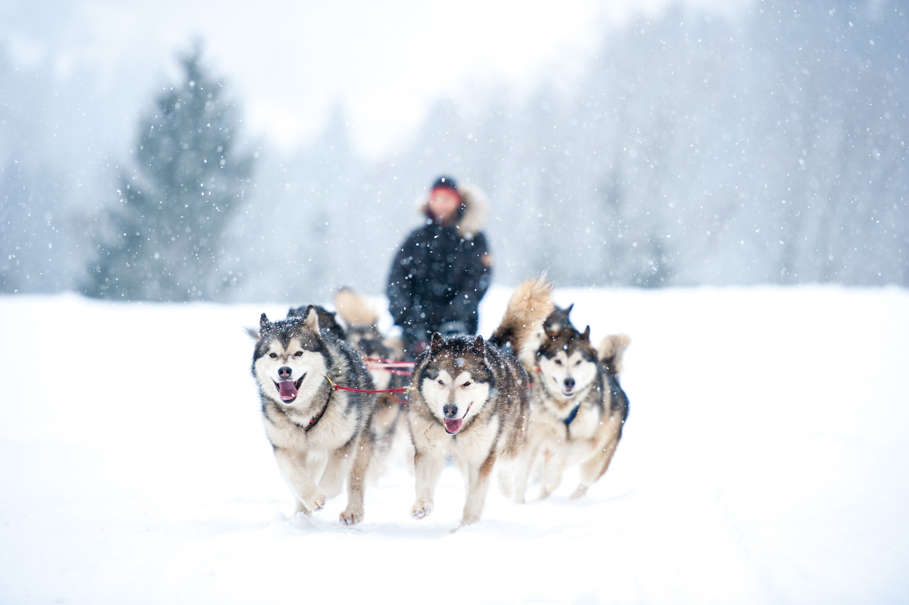 Husky Erlebnis. Meet n Greet & Schlittenfahrt