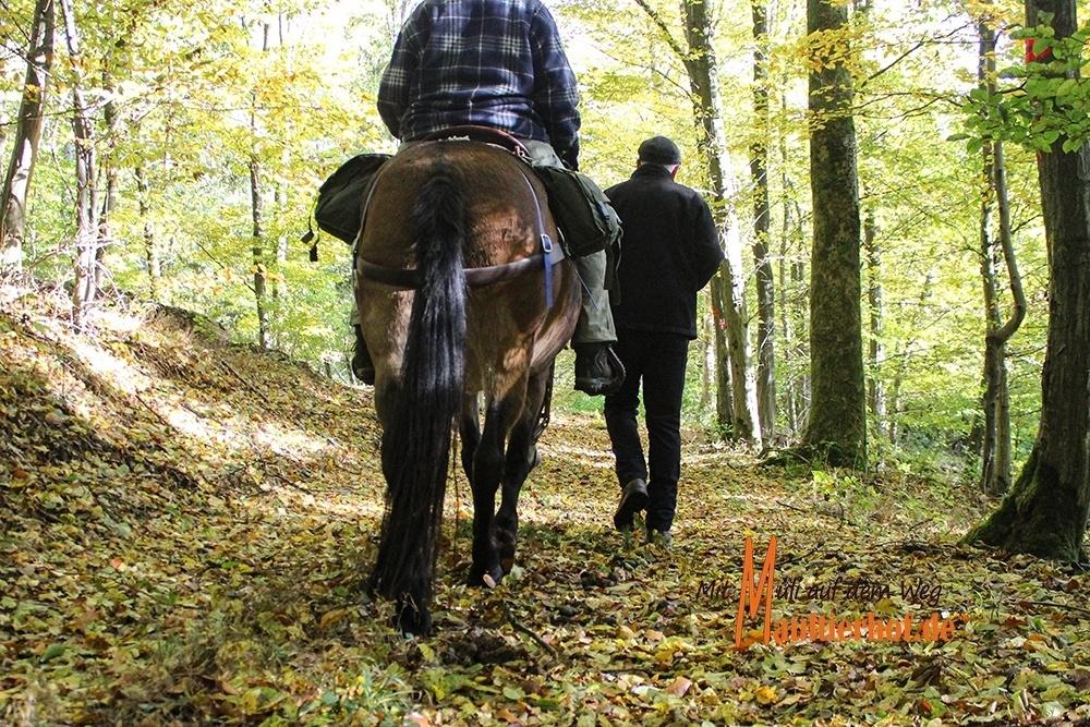Trekking mit Maultieren