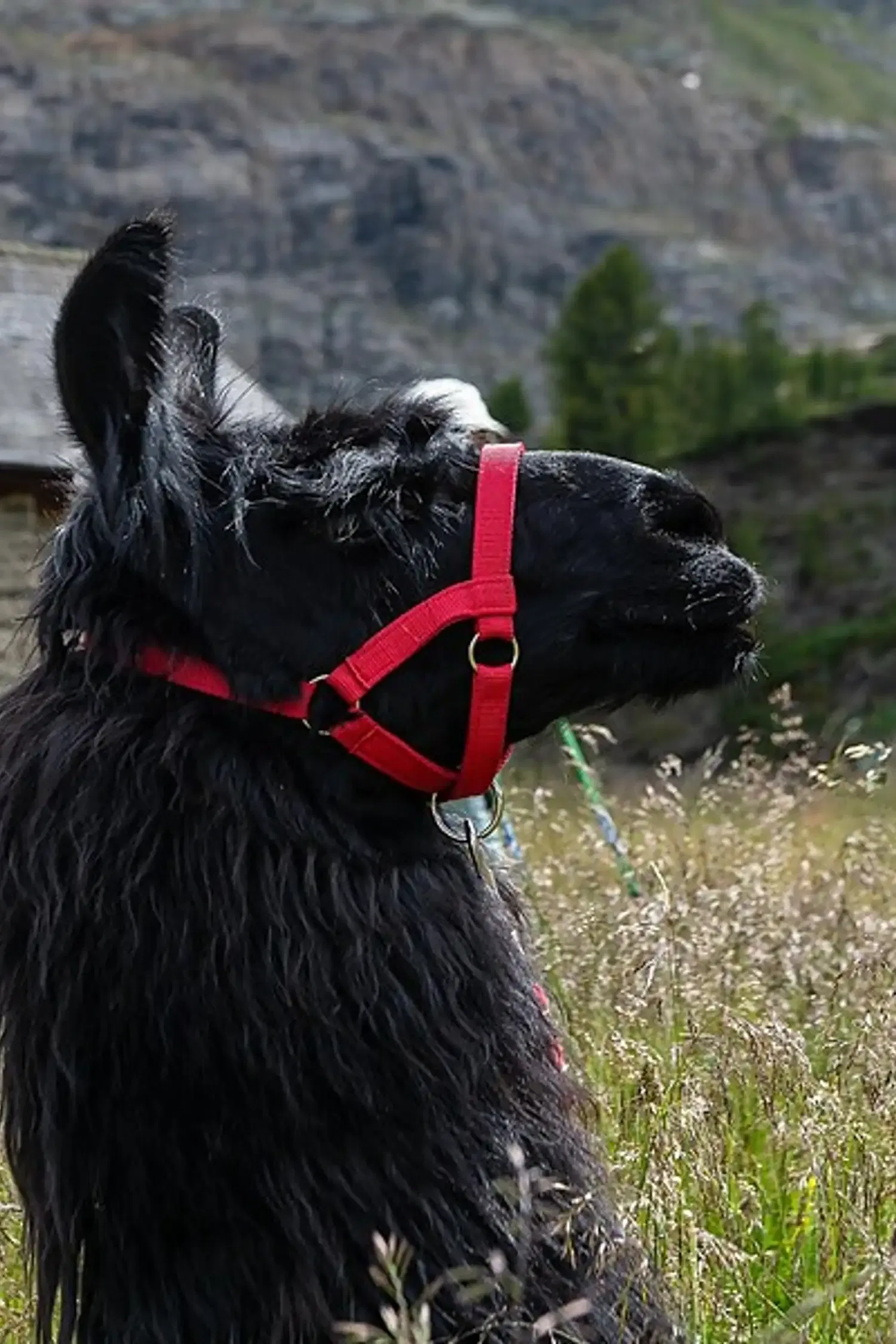 Lama meets Culture - Trekkingtour „Montani-Runde”