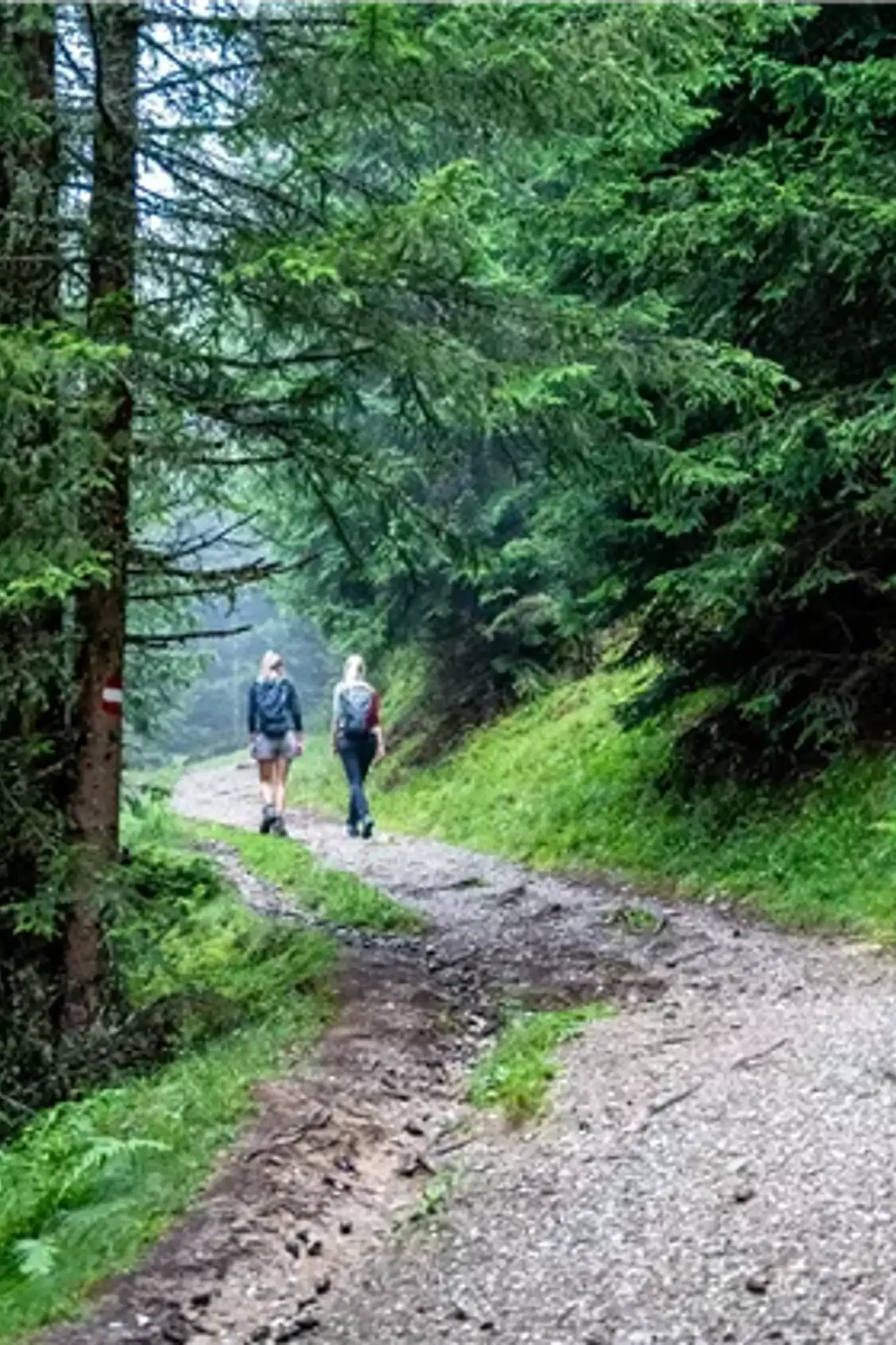 BERG-GESUND Forest Bathing - Shinrin Yoku