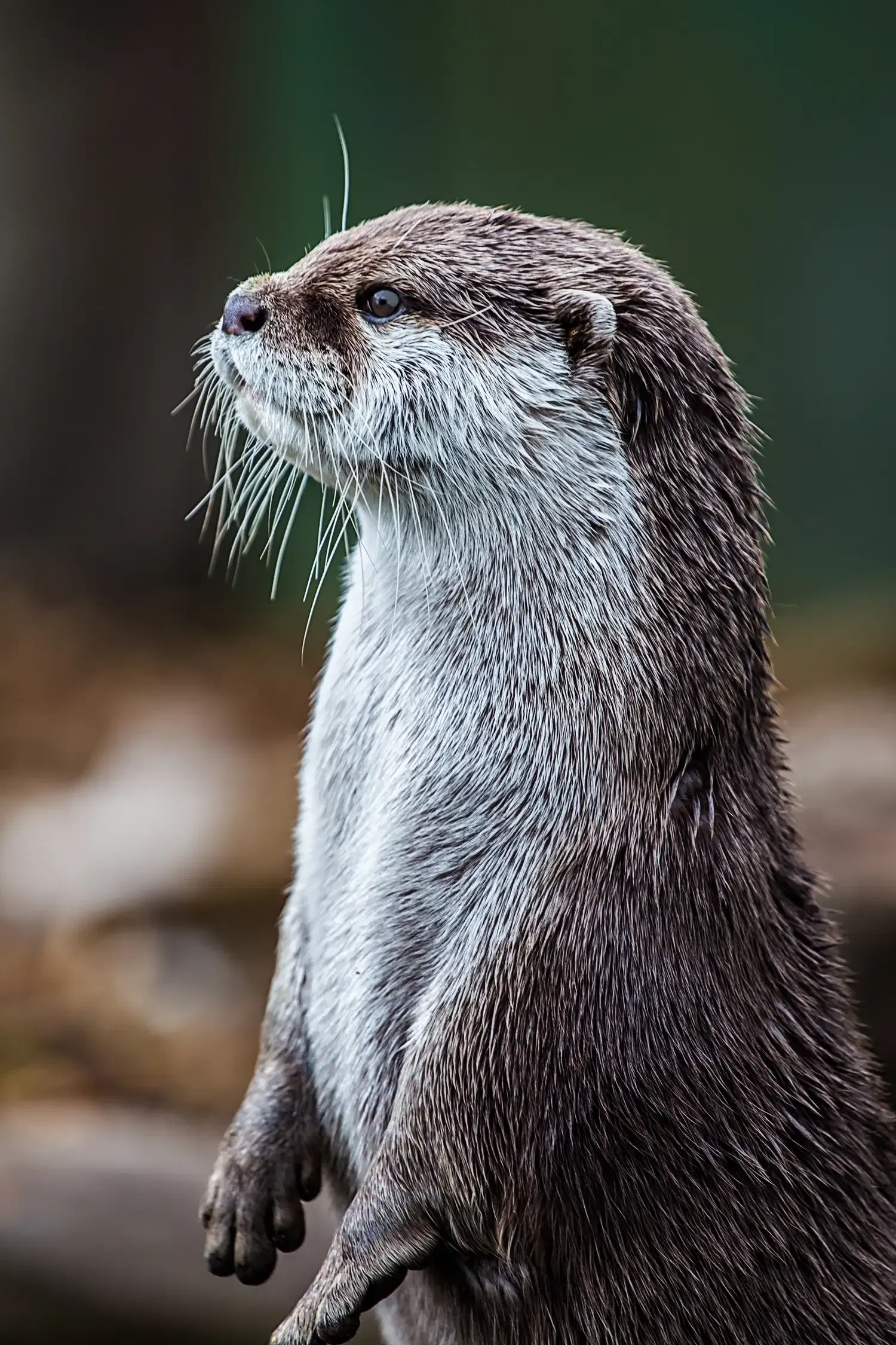Otter-Zentrum Hankensbüttel – Natur hautnah erleben