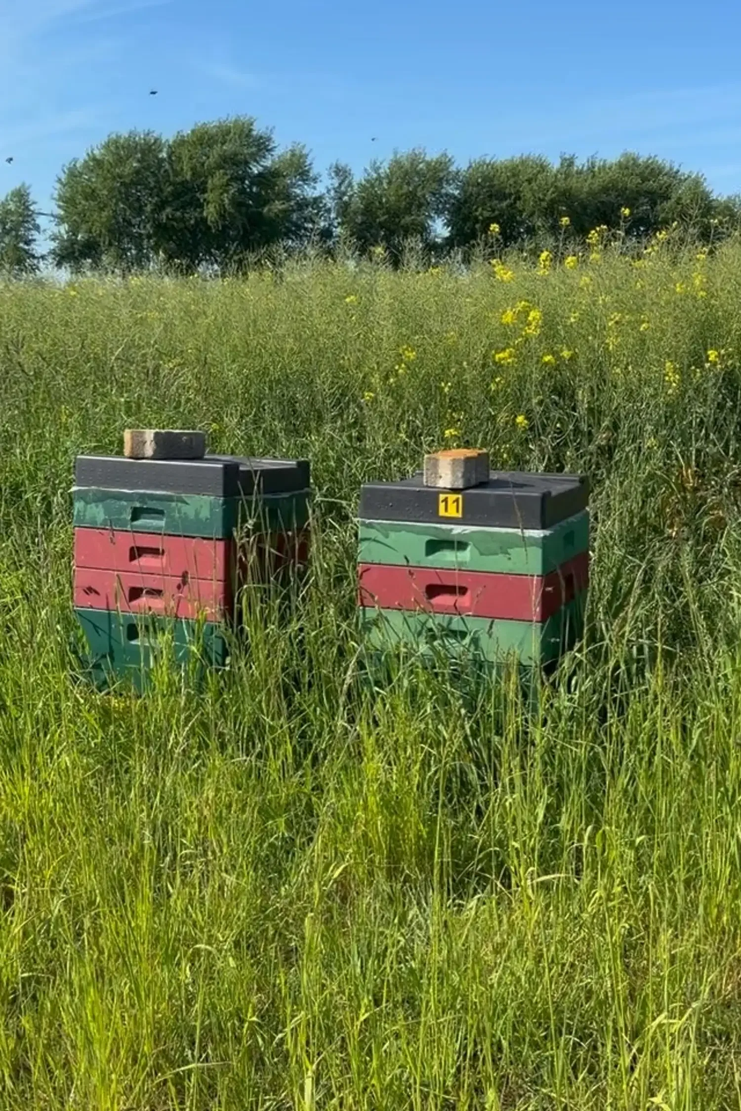 Zu Besuch bei den Bienen
mit Imker Andreas
