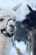 "Lama & Alpaka Spaziergang" mit Nicole vom Lamahof Marbauer *