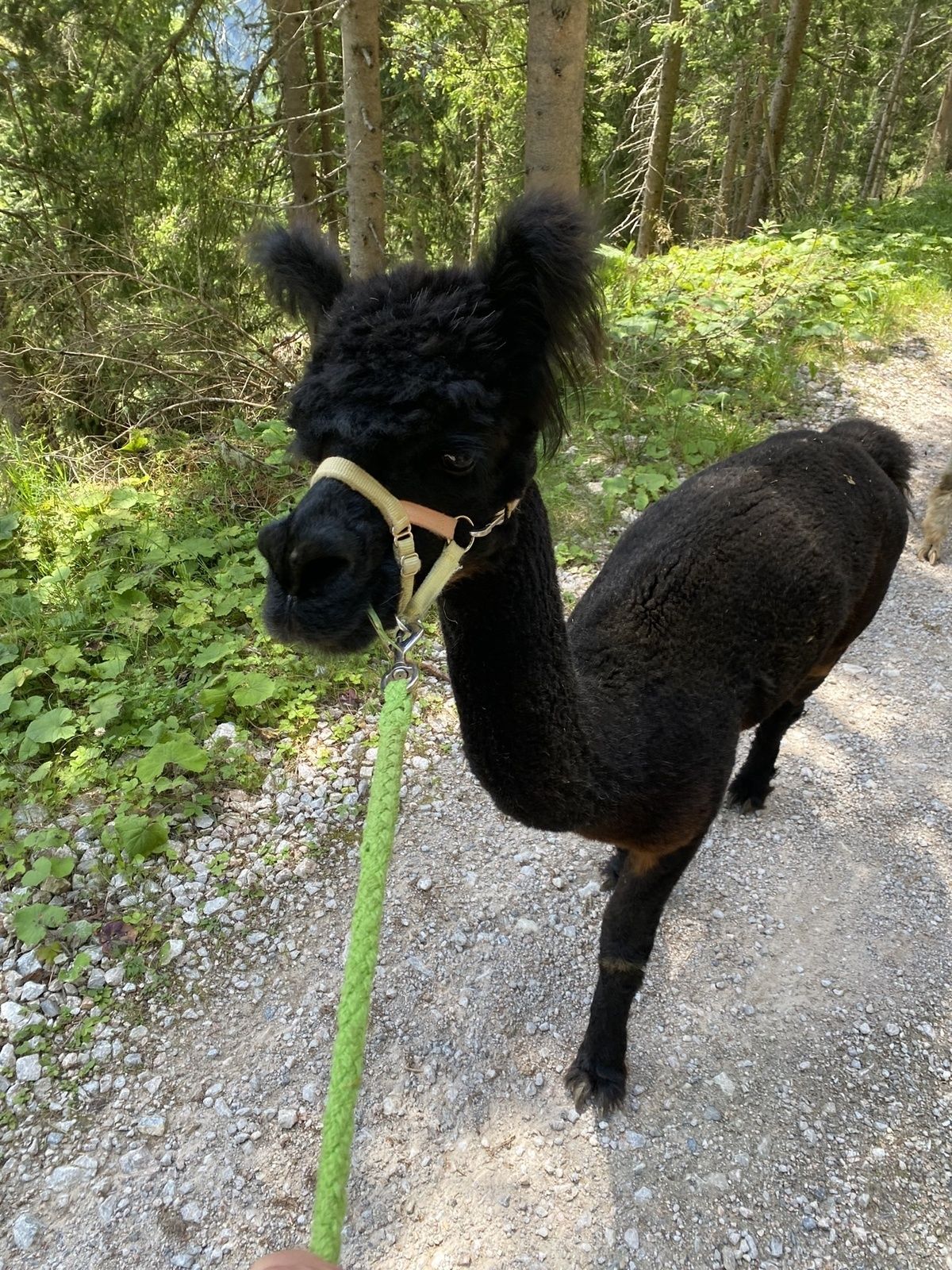🦙 Dein Alpaka Moment – flauschig, freundlich, faszinierend