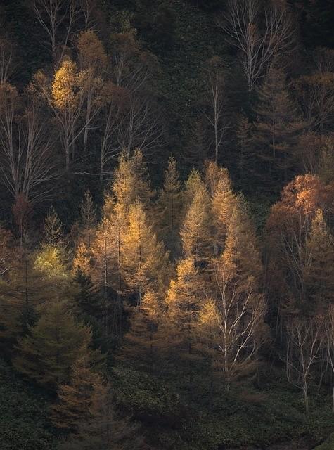 Waldliebe-Aufguss