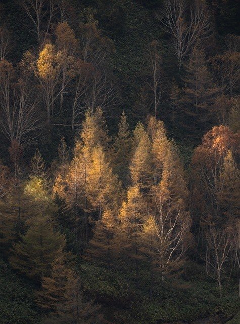 Waldliebe-Aufguss