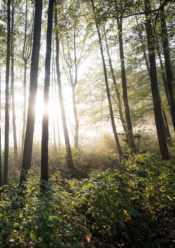 Waldbaden Shirin Yoku im Nationalpark oder im Garten