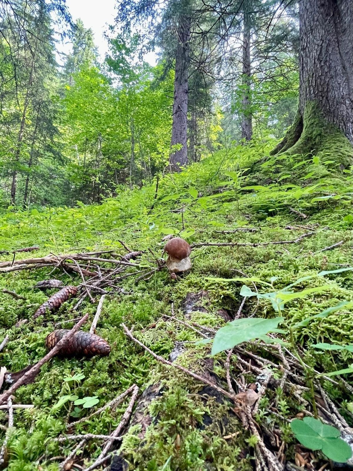 Pilze suchen 🍄🟫🍀