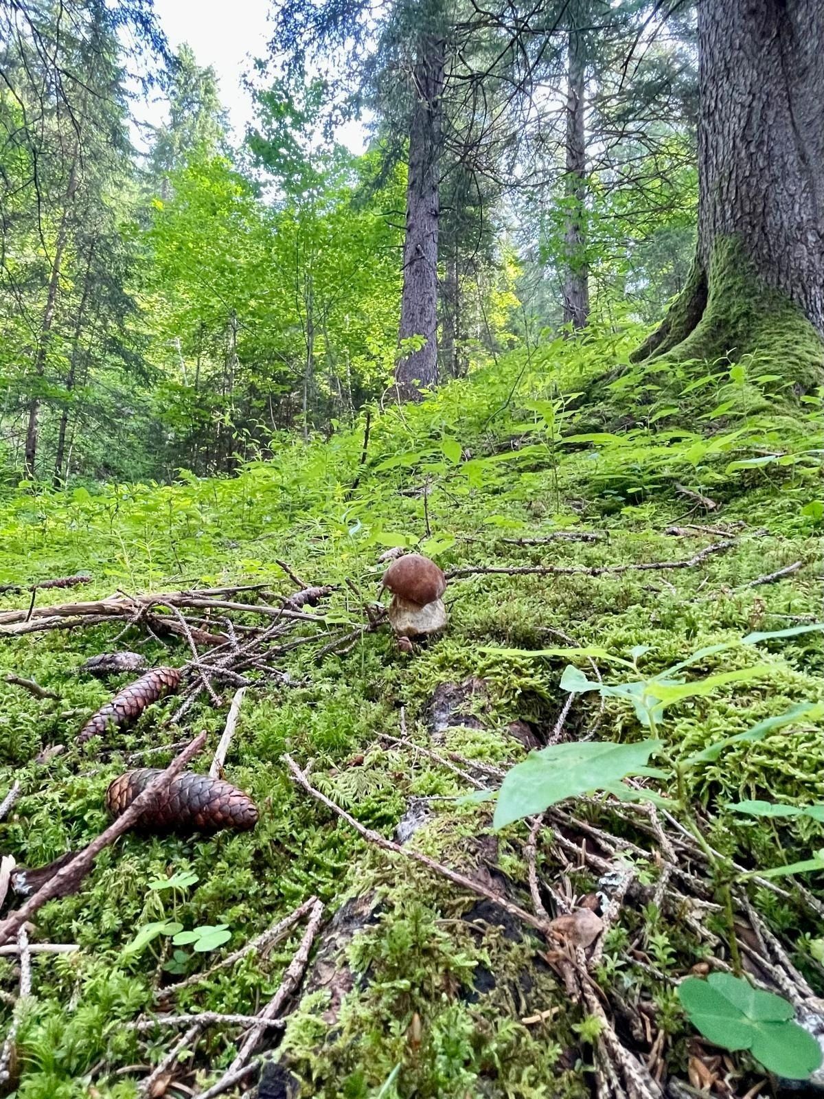 Pilze suchen 🍄🟫🍀