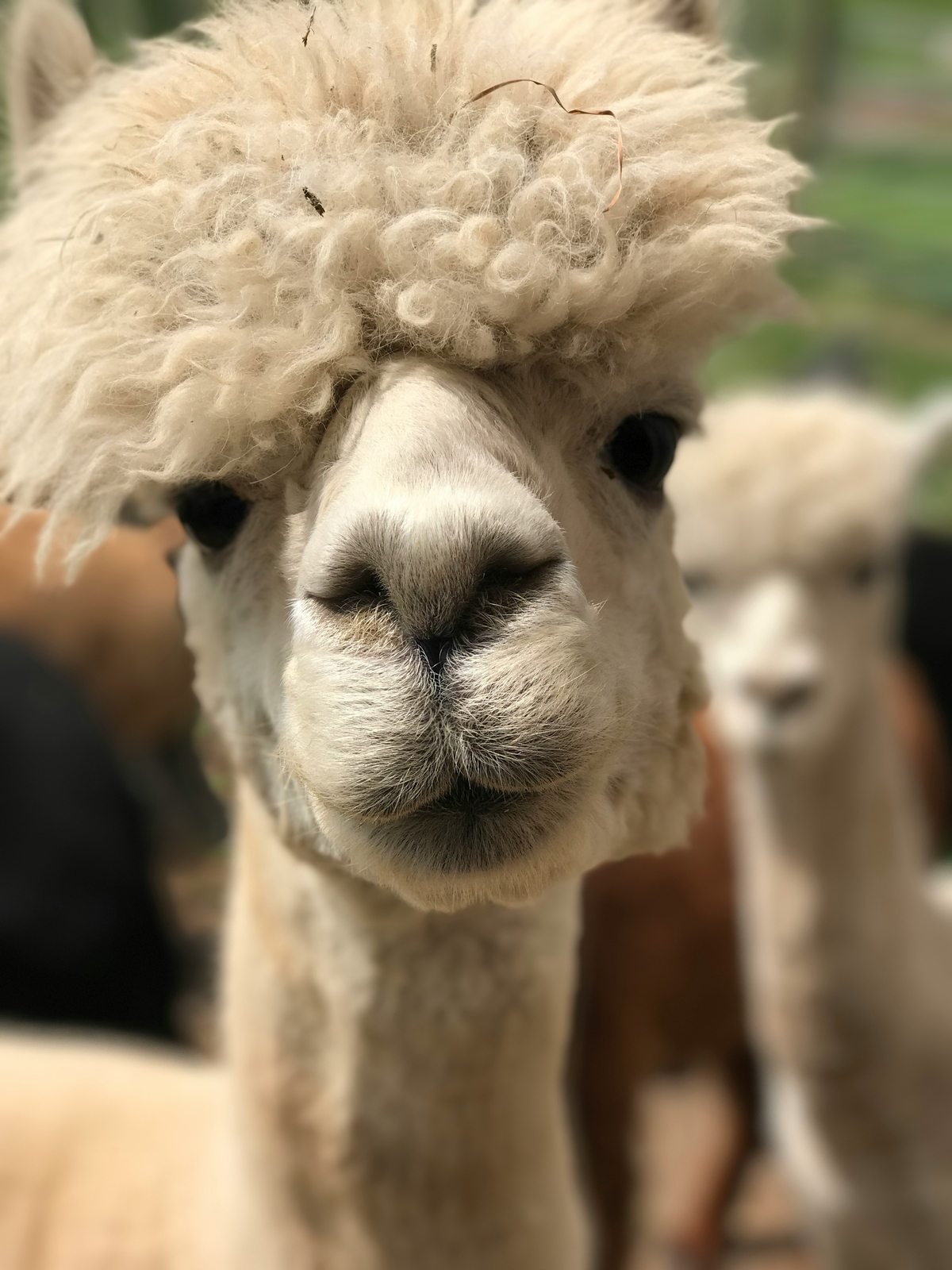 🦙 Escursione in alpaca con i Silpaca - dolci compagni nella natura