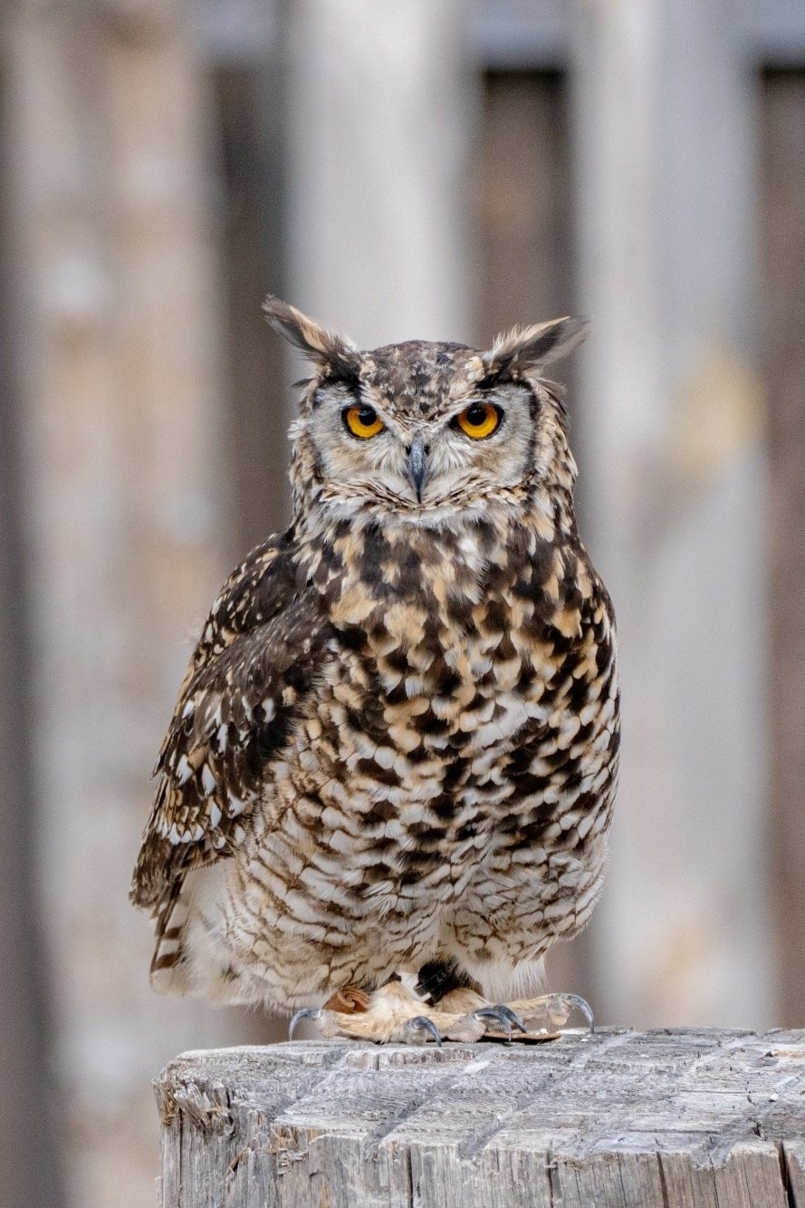 Owl Park San Vigilio